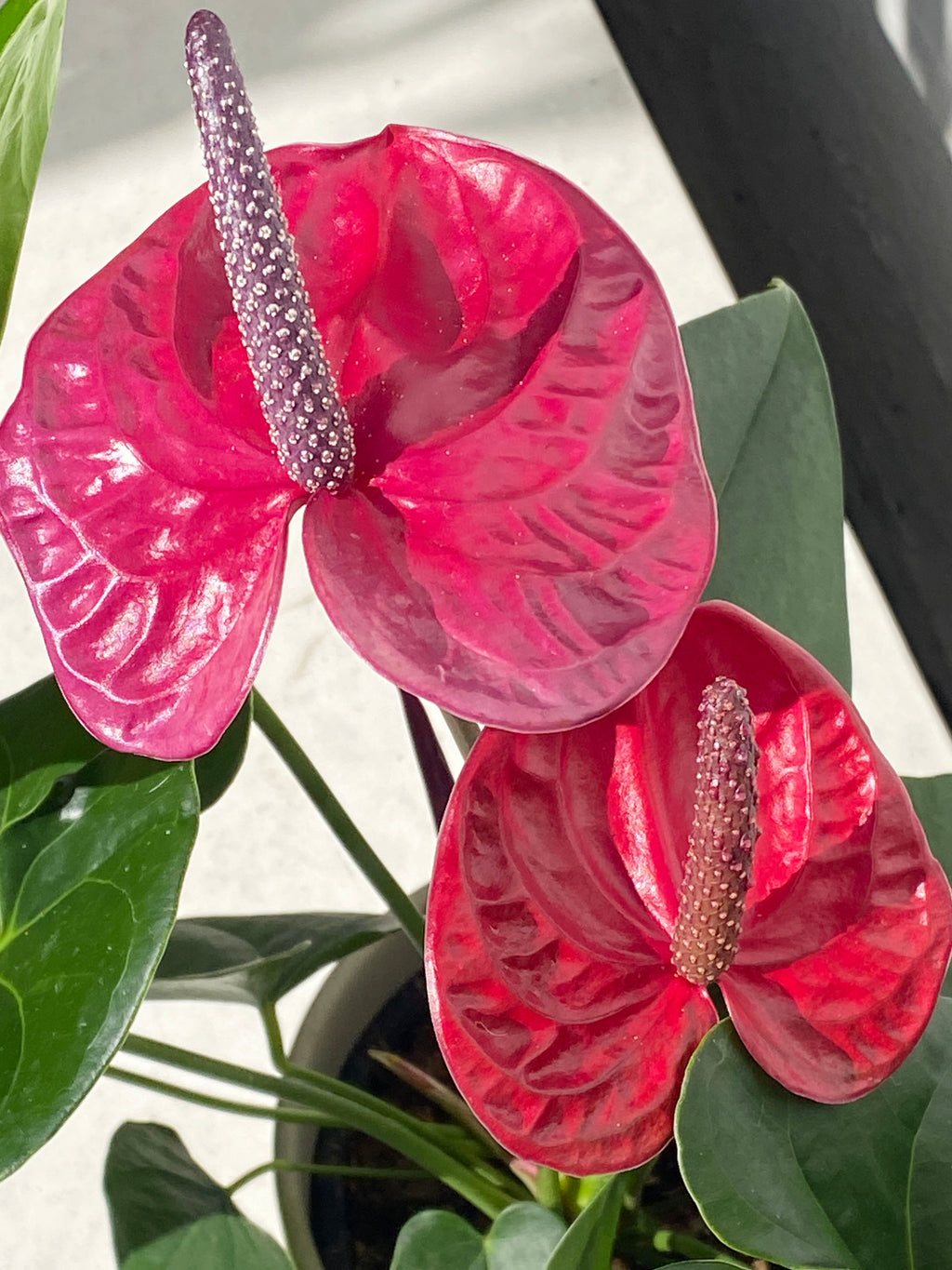 zz house plant ZZ Plant  Jungle & Loom