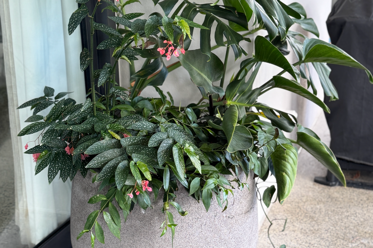Top Plants to Maximise Your Small Space: