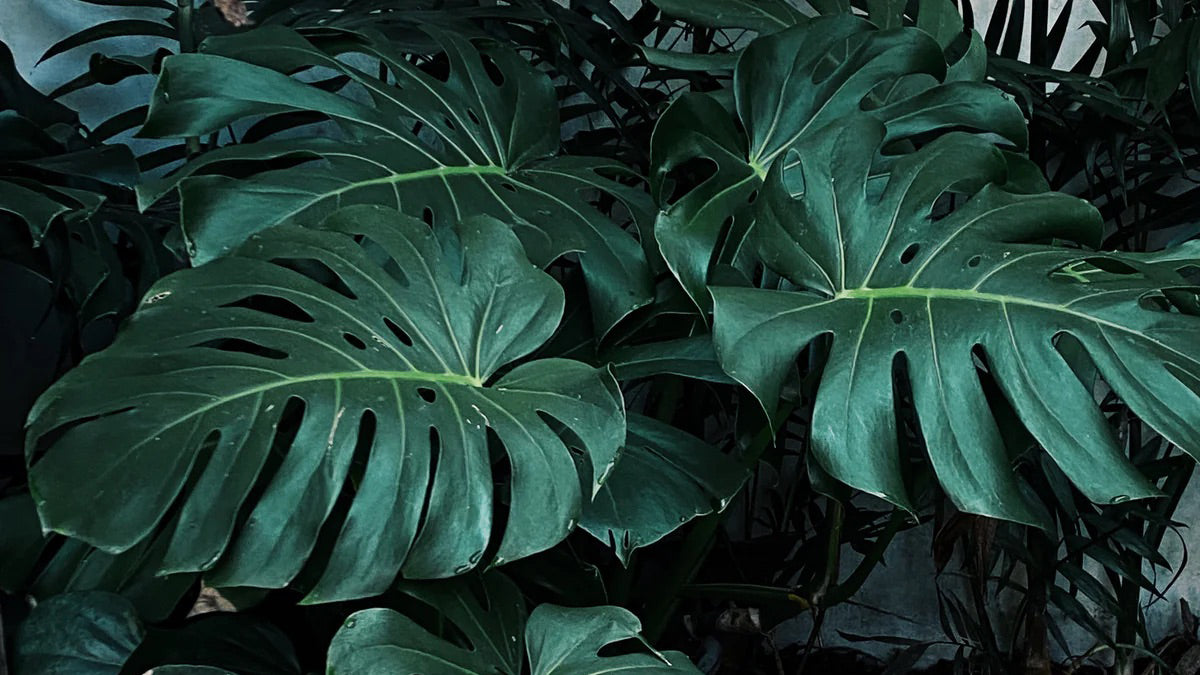 What's Up Monstera?