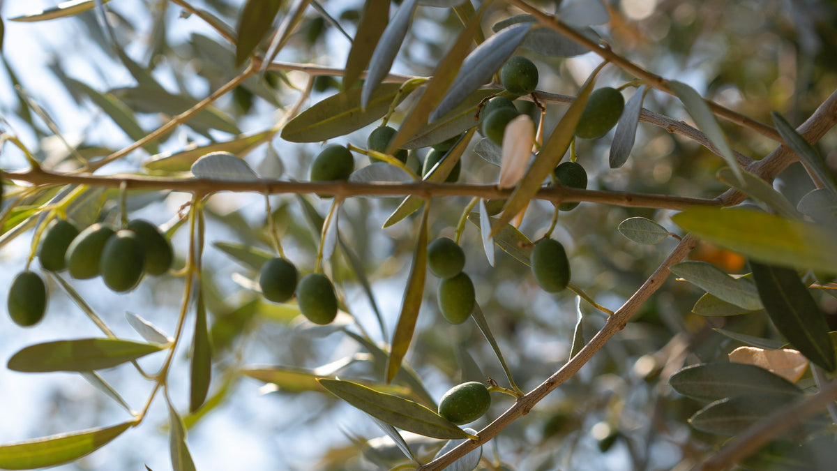 All Things Olives