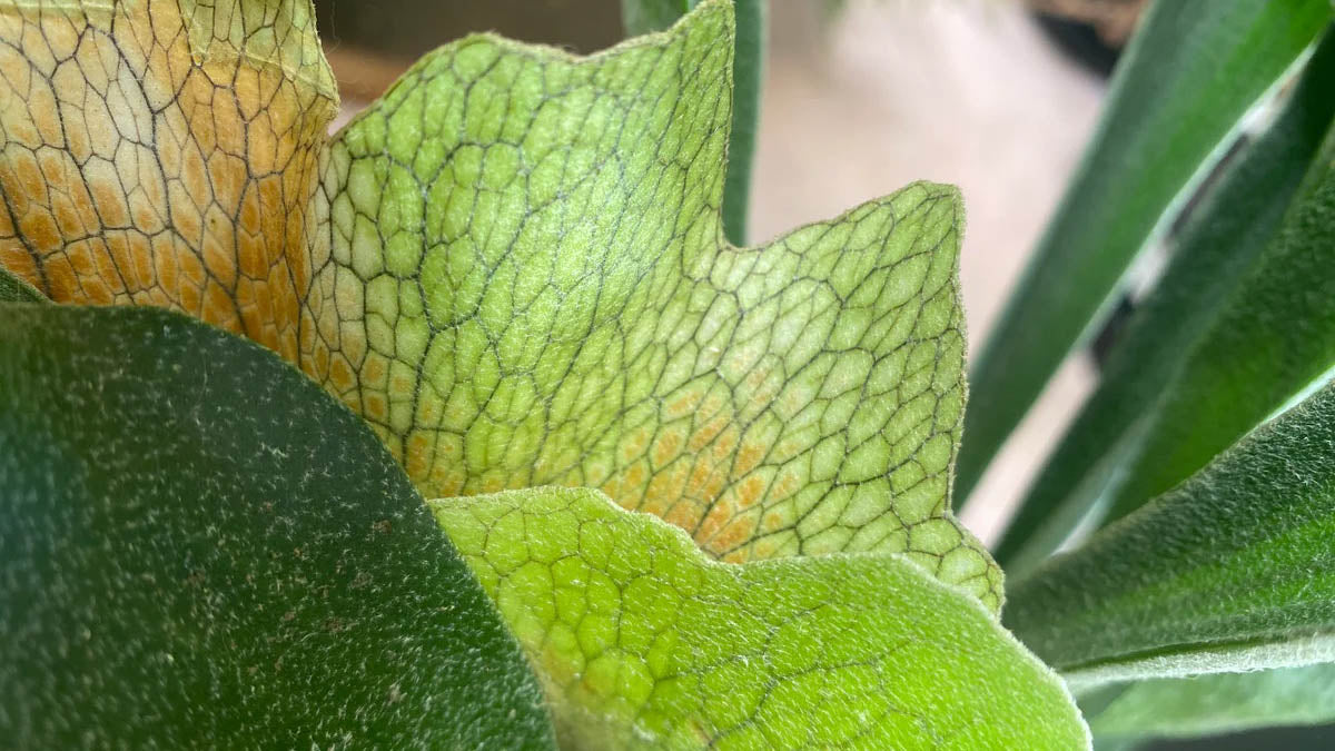 All About Epiphytes
