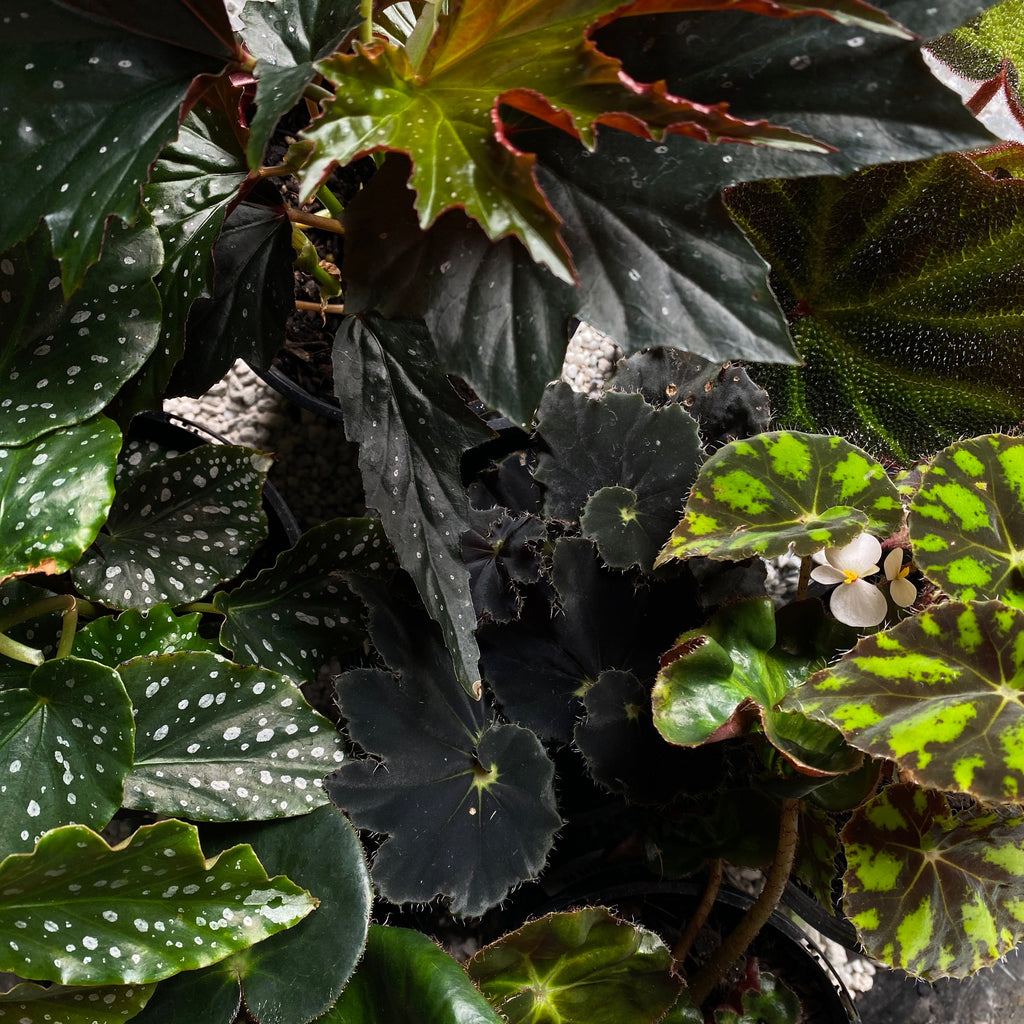 Begonia Plant NZ - Shop Begonia Plants - Babylon Store