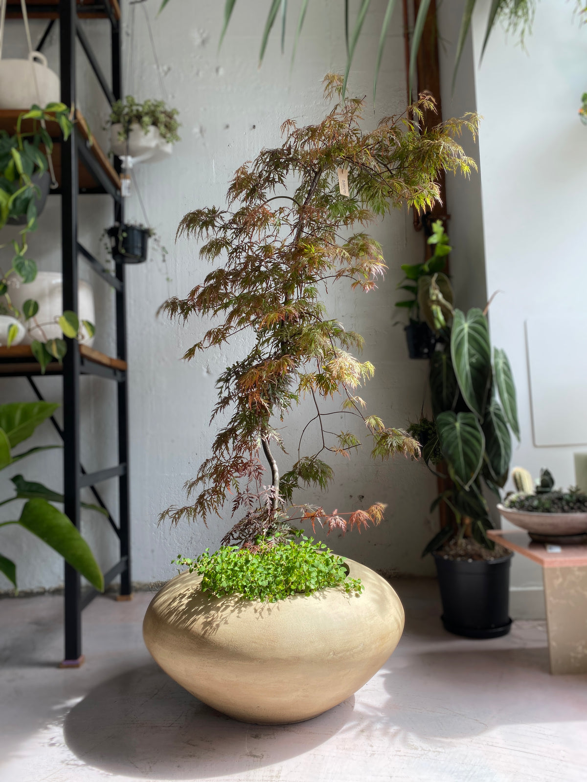 PLANTS