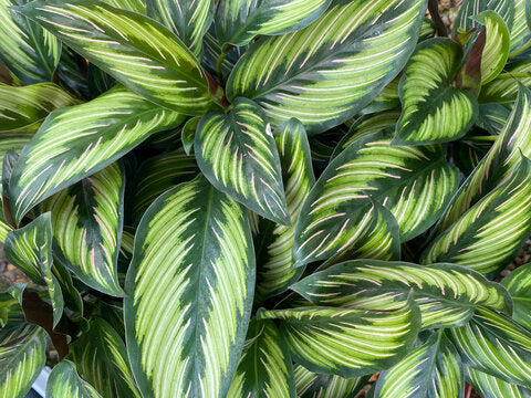 Calathea 'Beautiful Star'