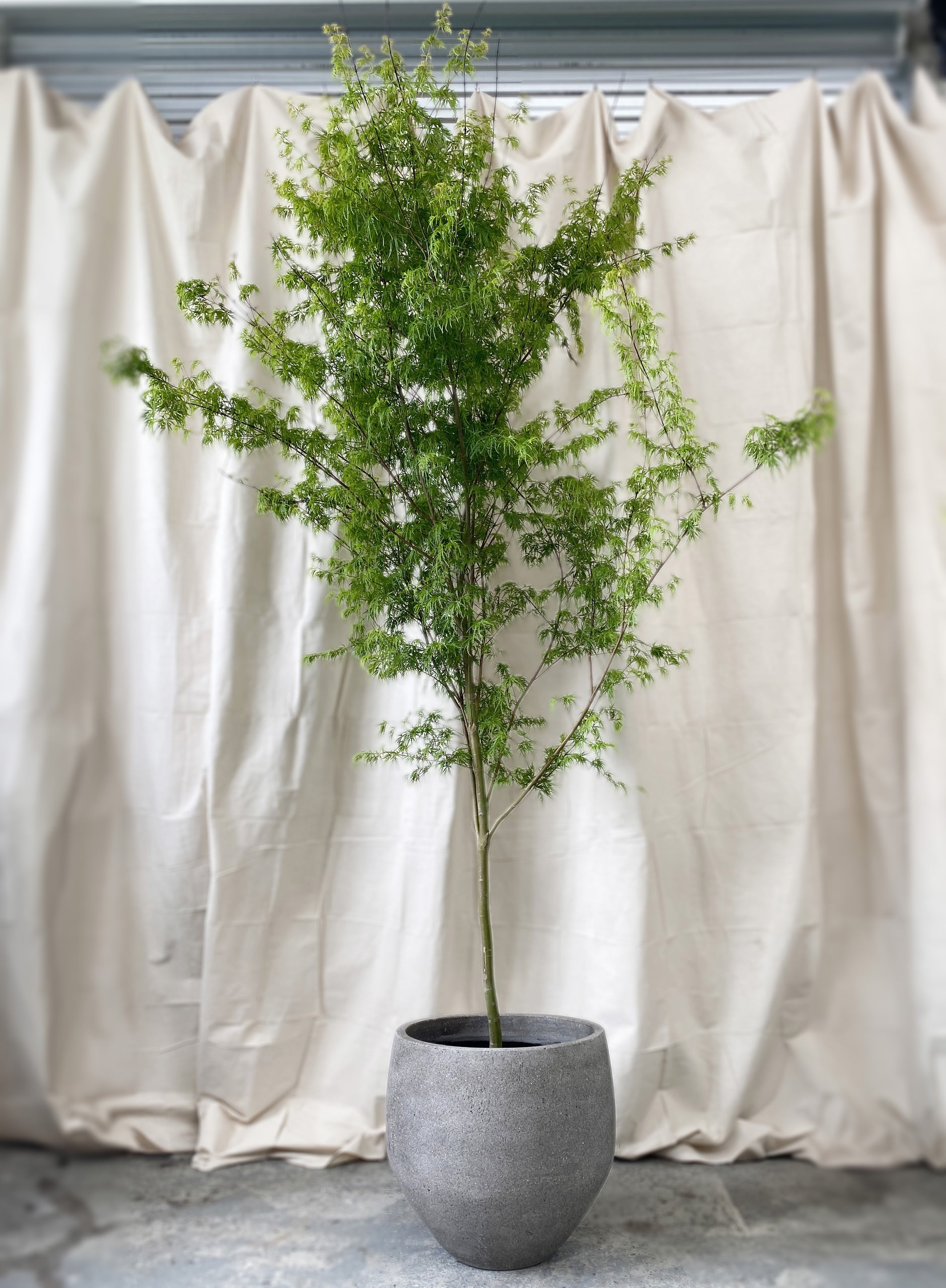 Acer 'Seiryu'