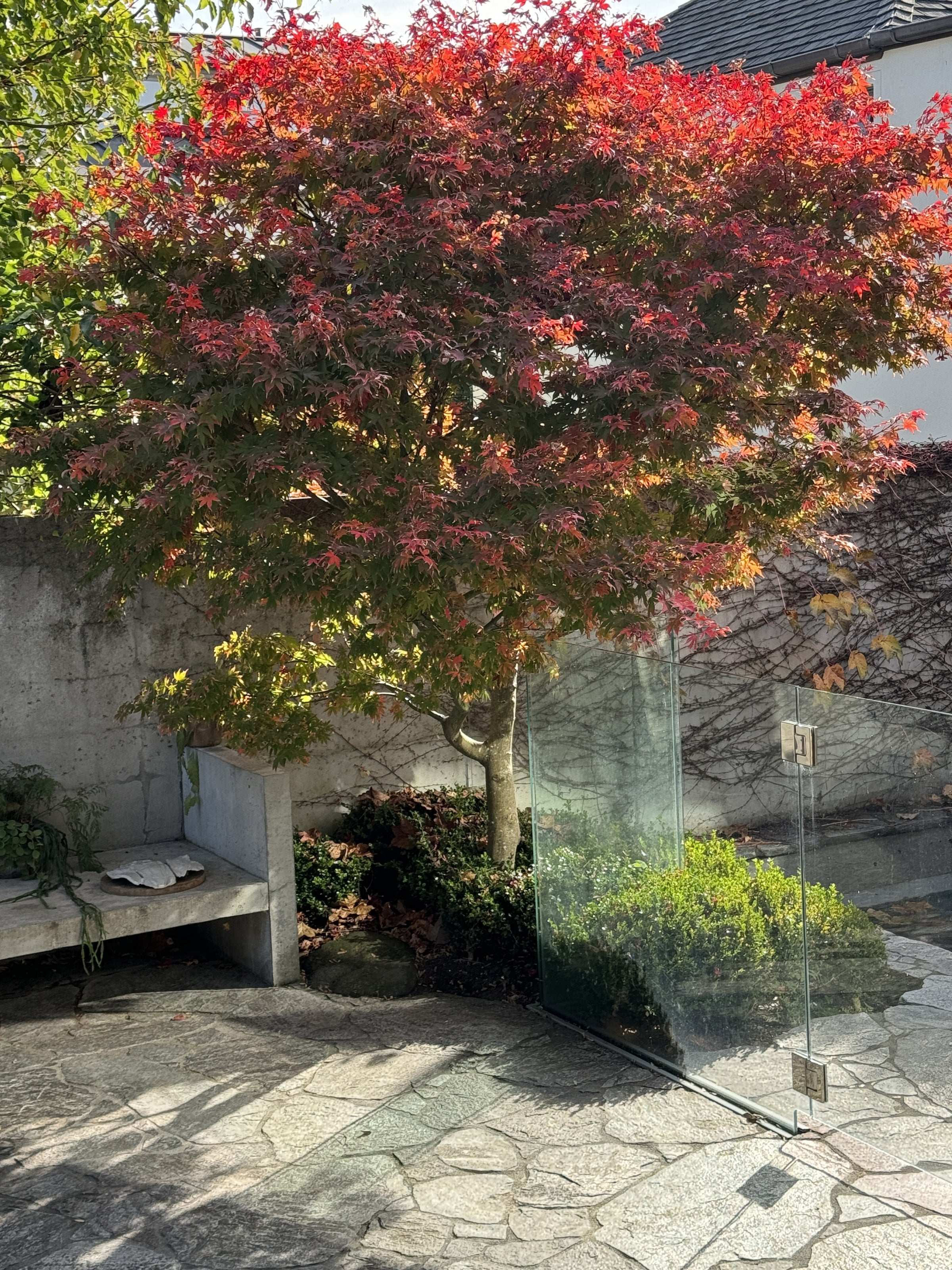 Acer palmatum 'Osakazuki'