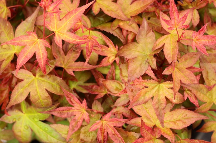 Acer 'Beni Hime'