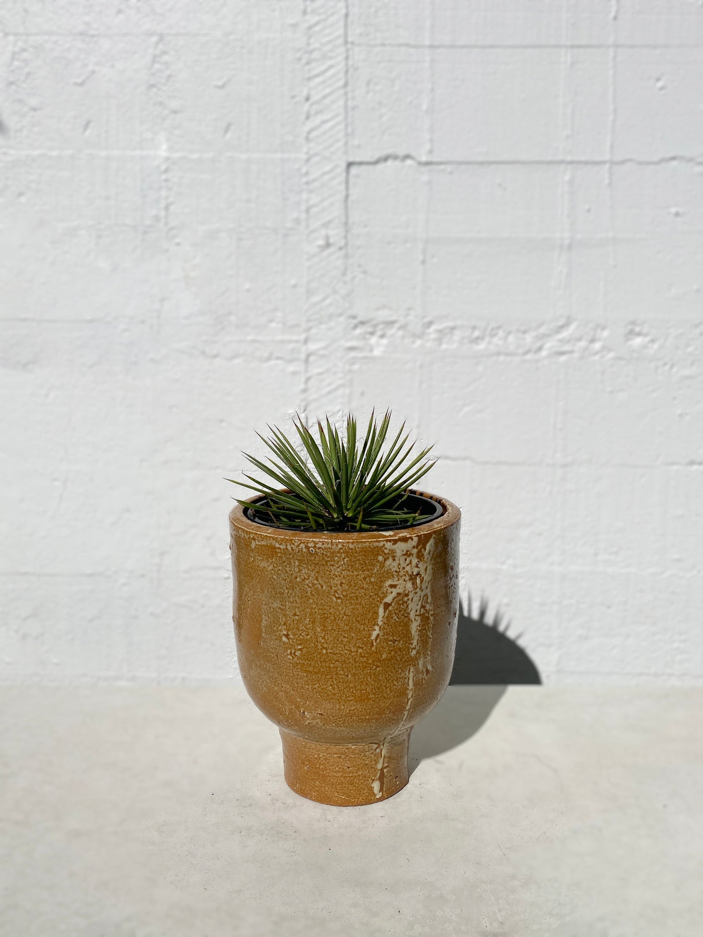 Agave geminiflora