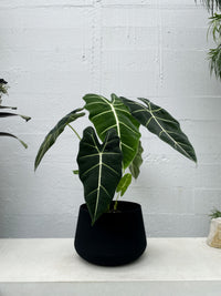Alocasia Frydek