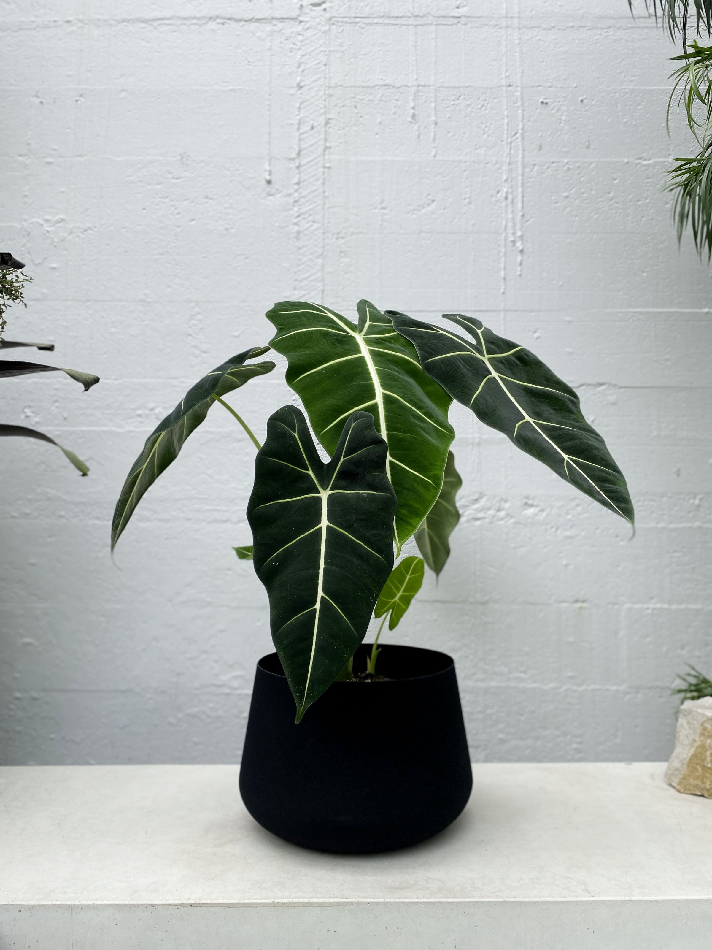 Alocasia Frydek