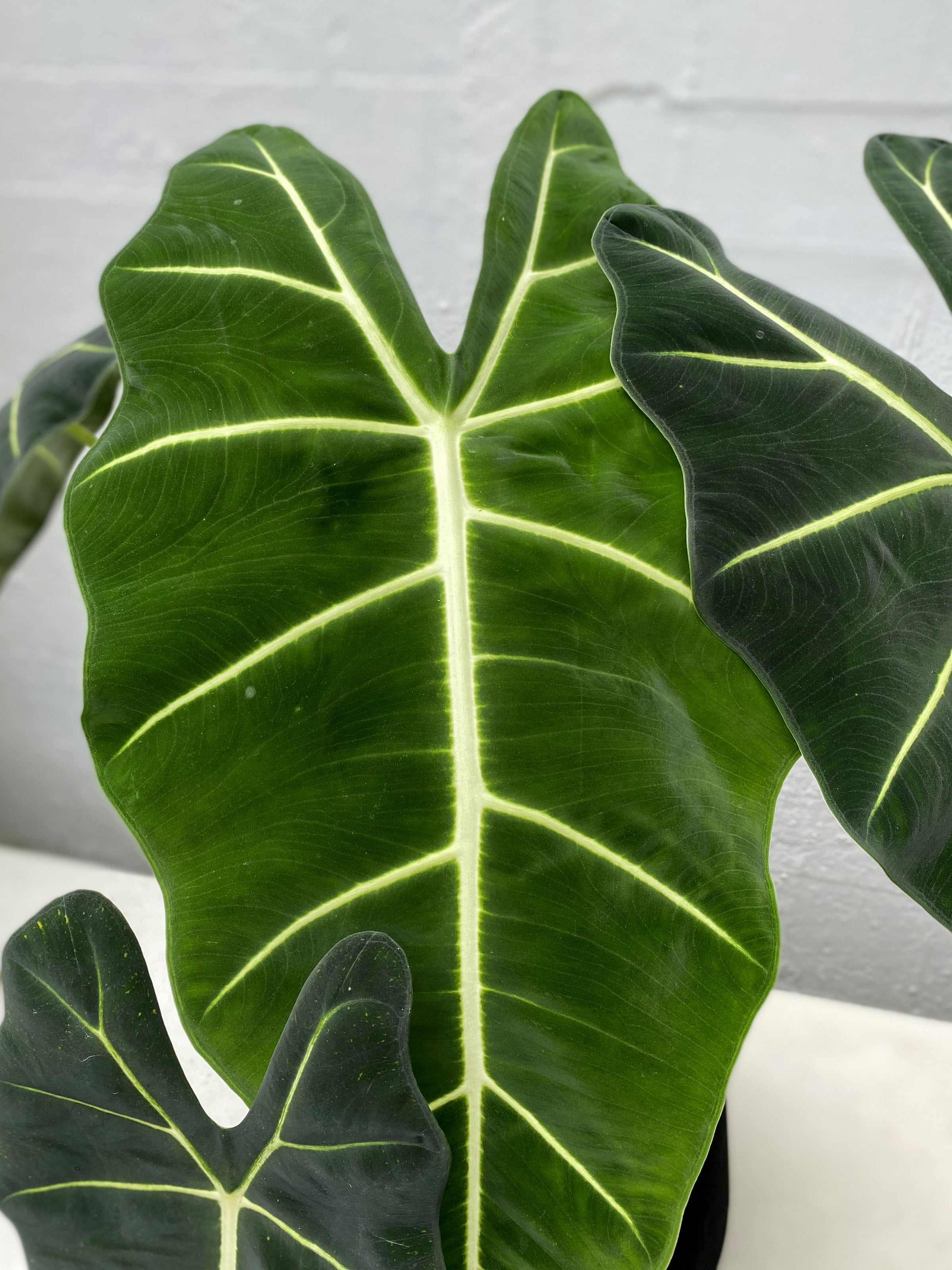 Alocasia Frydek
