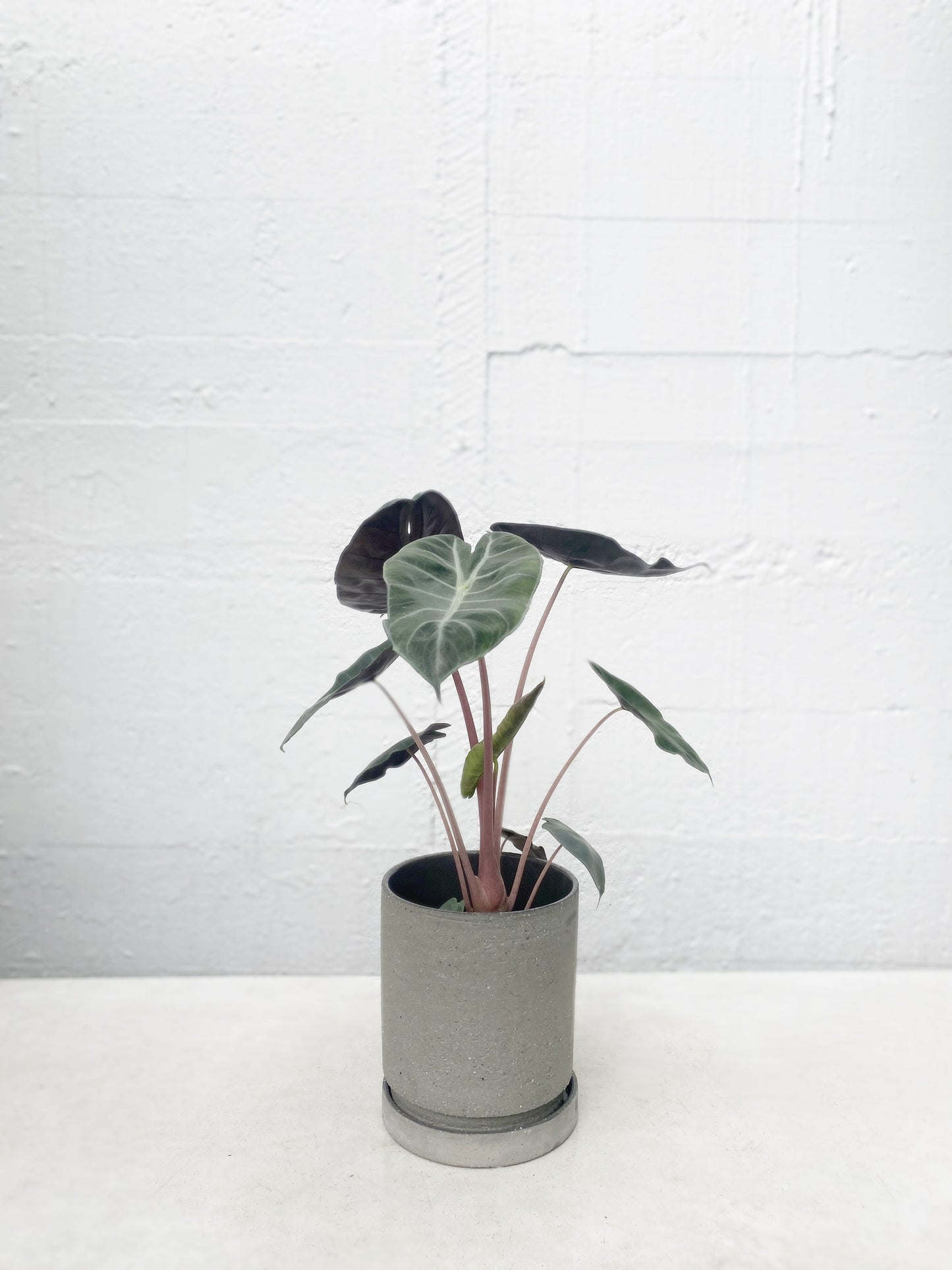 Alocasia Pink Dragon
