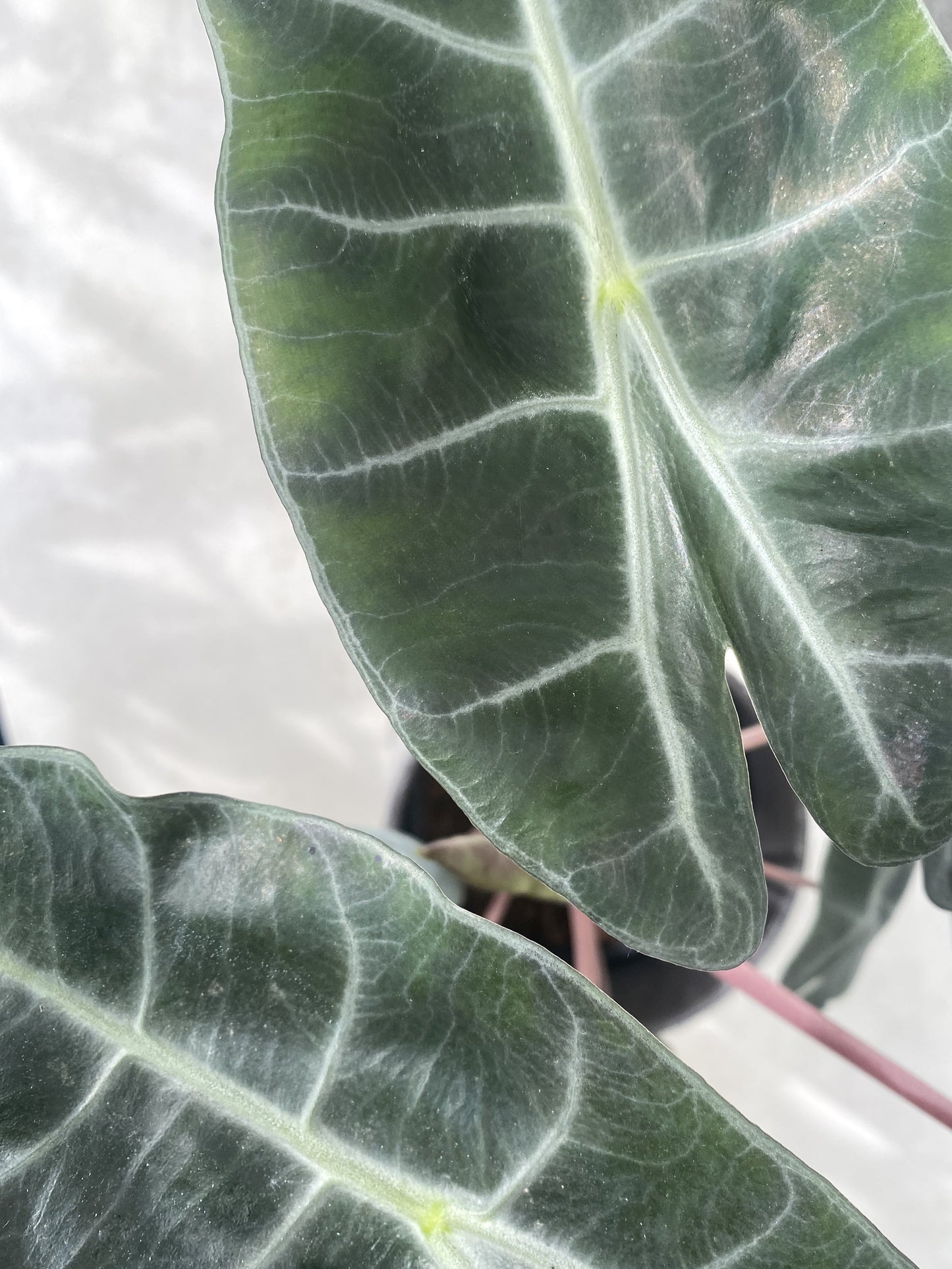 Alocasia Pink Dragon