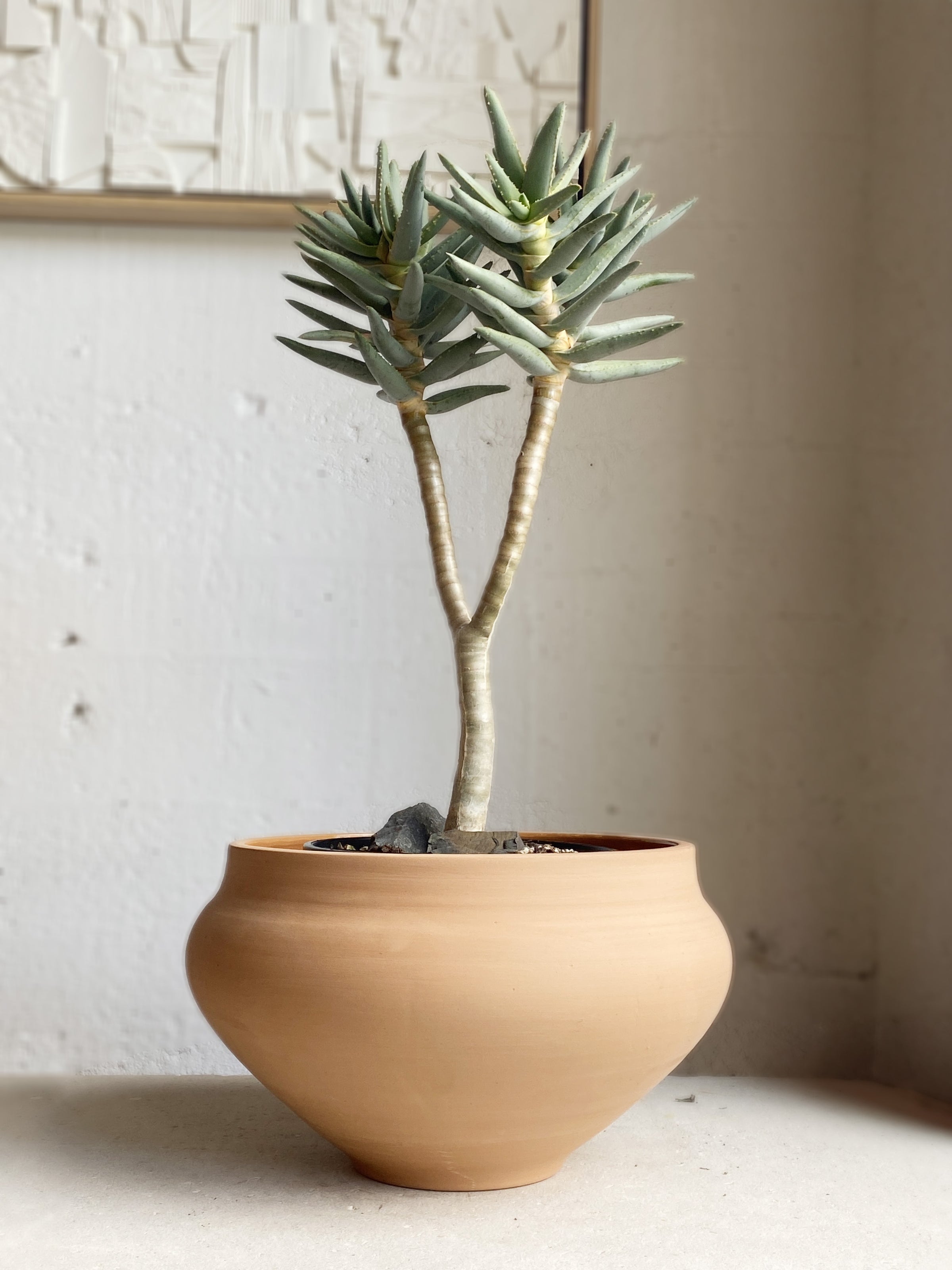 Aloe ramochotoma