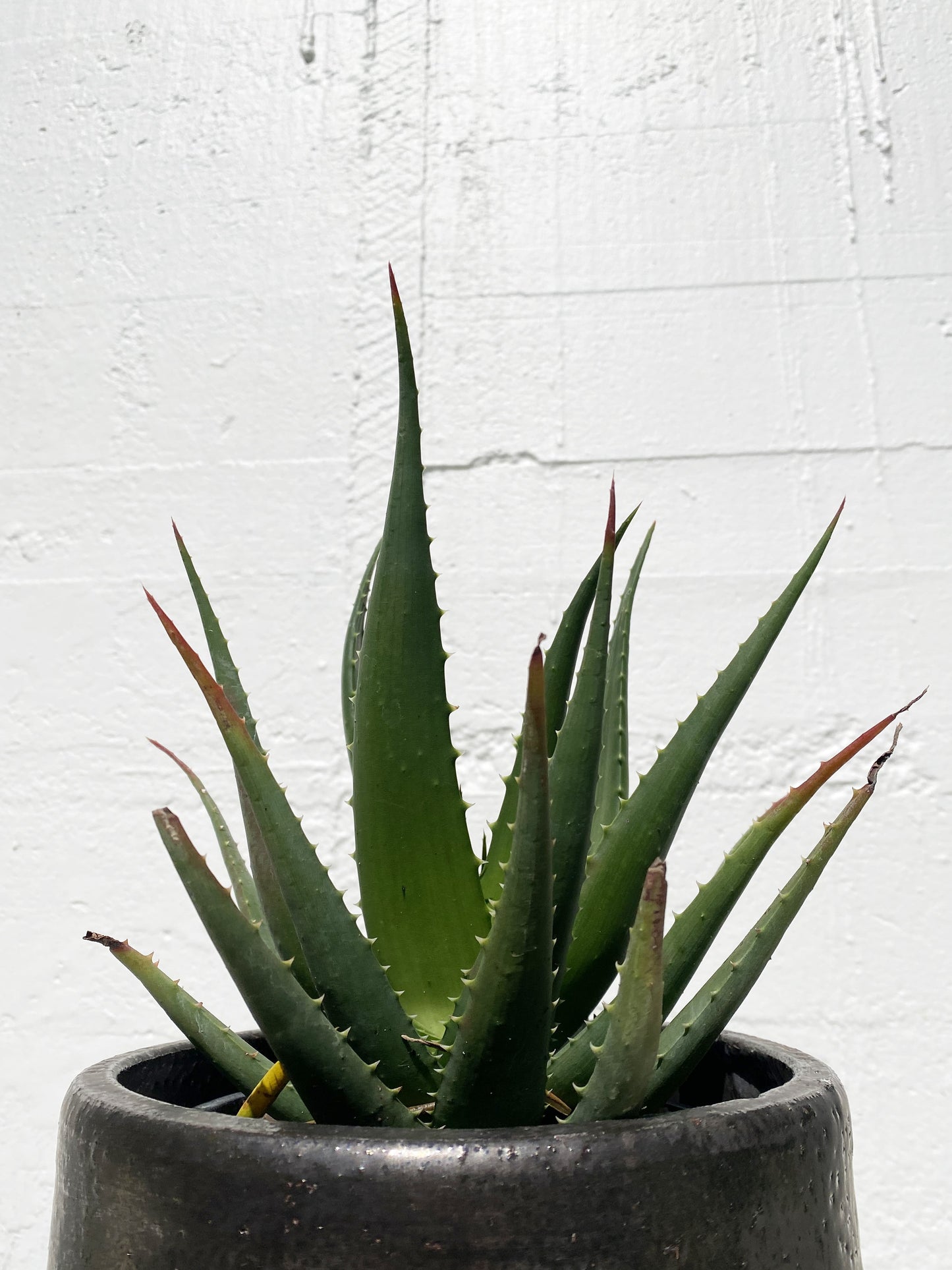 Aloe 'Andreas Orange'