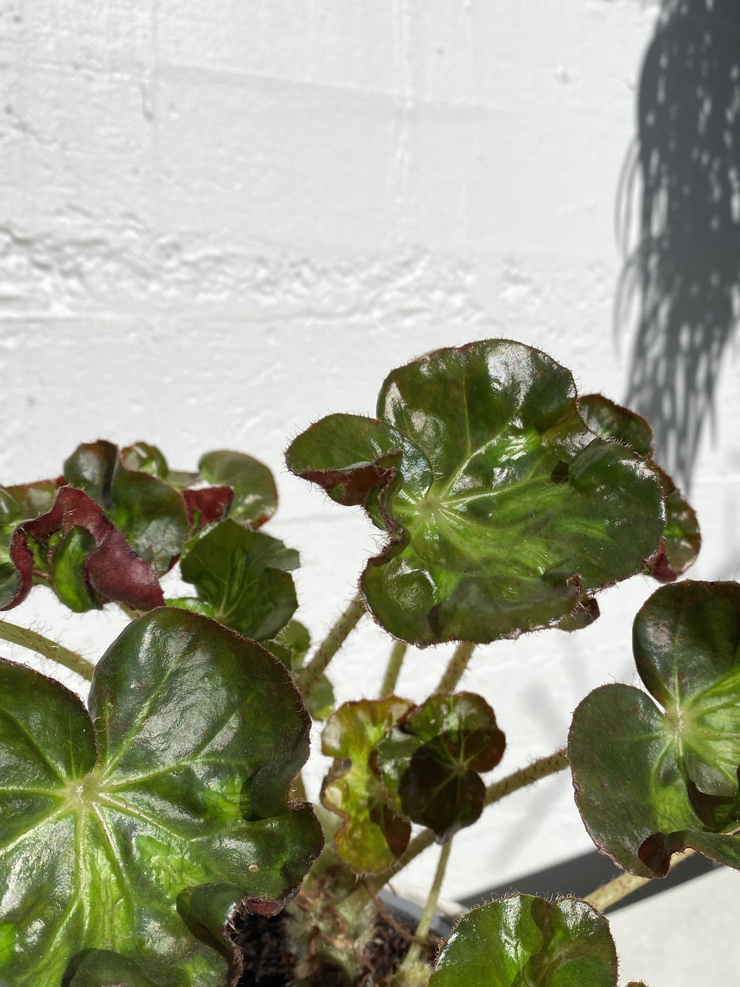 Begonia / Cathedral window