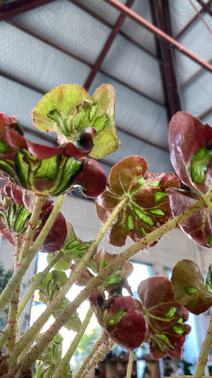 Begonia / Cathedral window