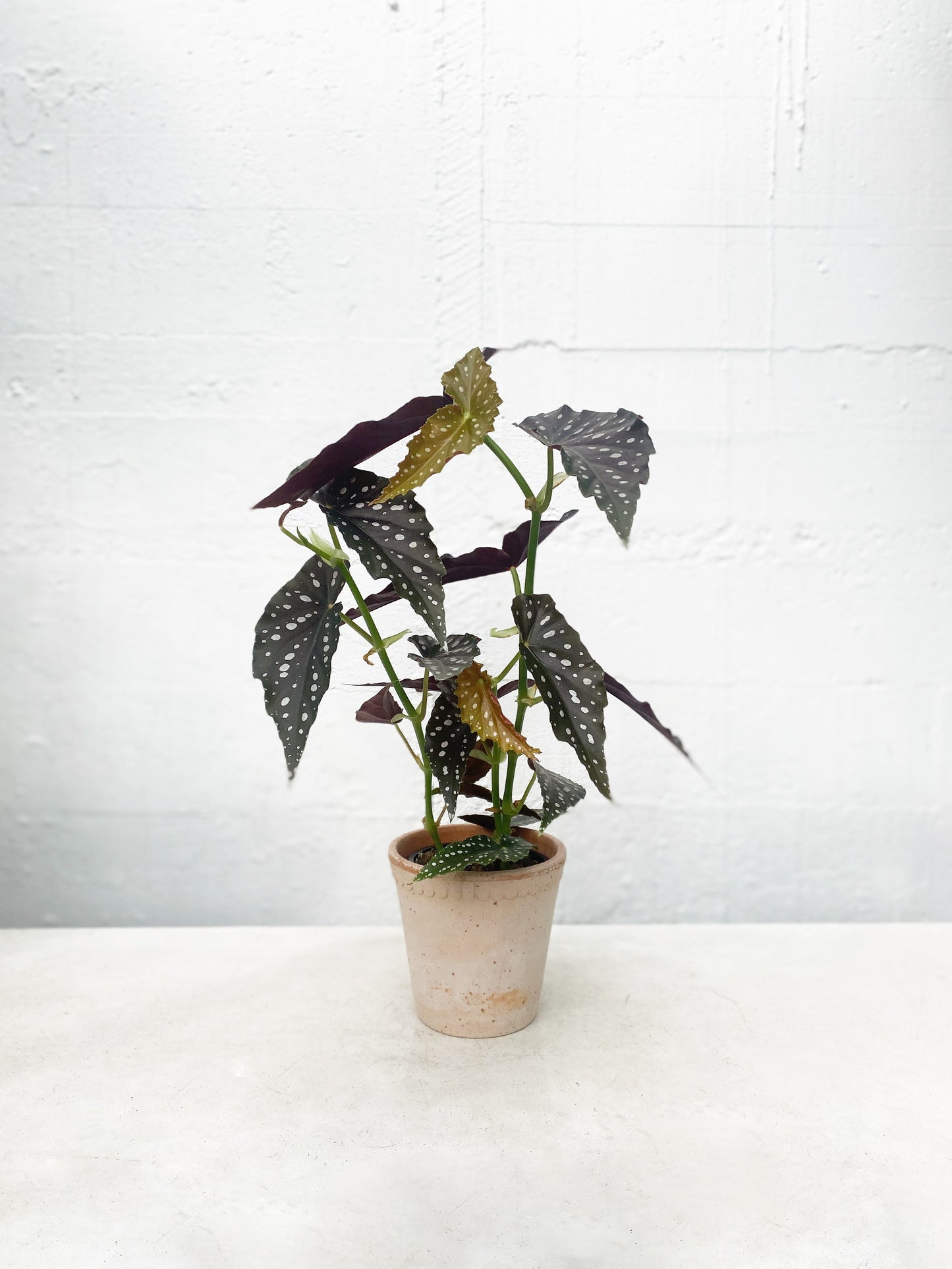 Begonia maculata (Polkadot Begonia)