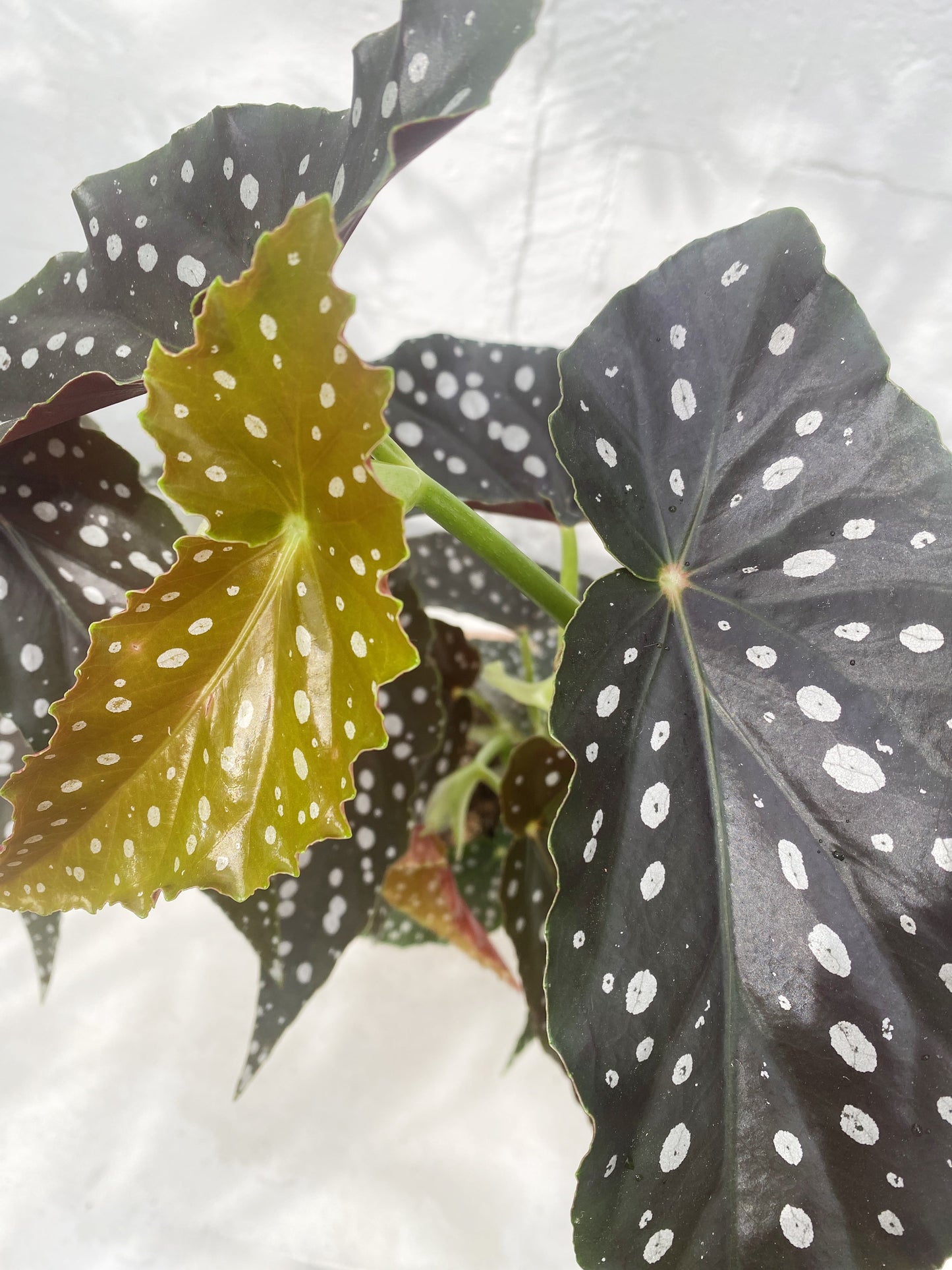 Begonia maculata (Polkadot Begonia)