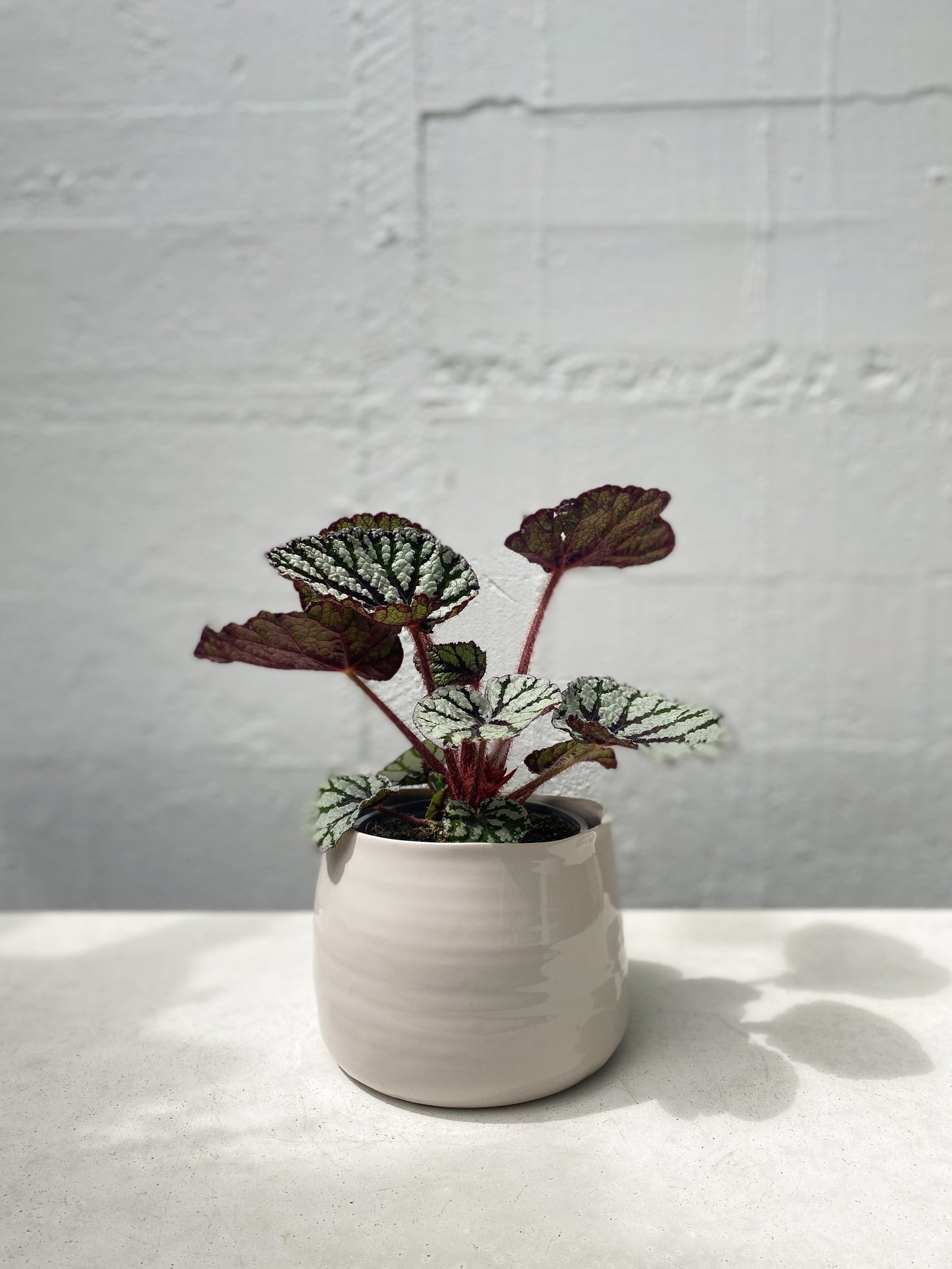 Begonia Rex