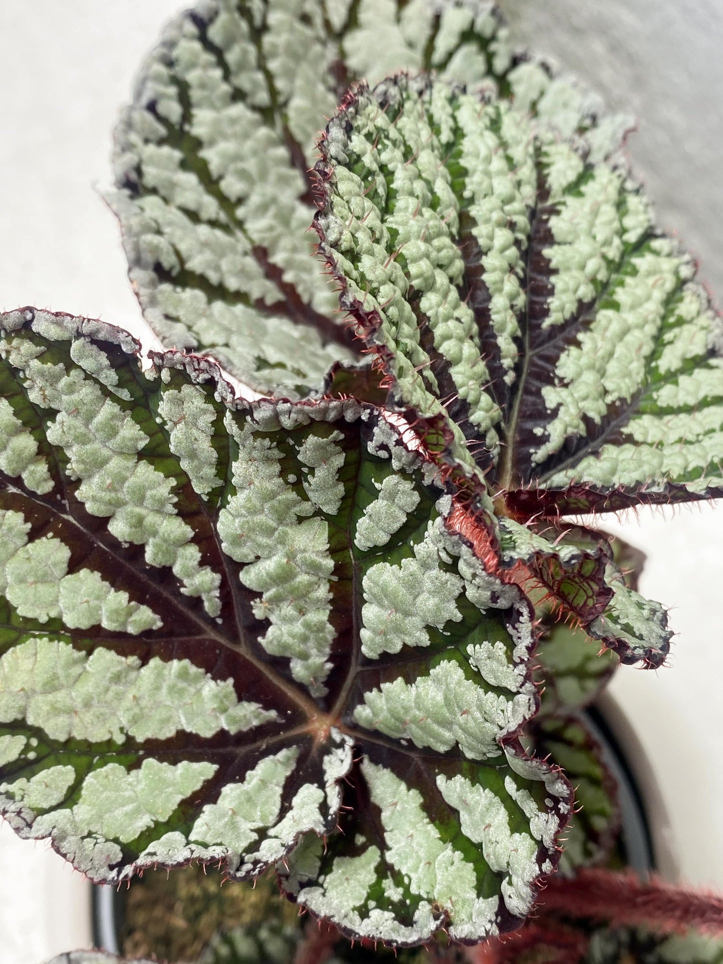 Begonia Rex