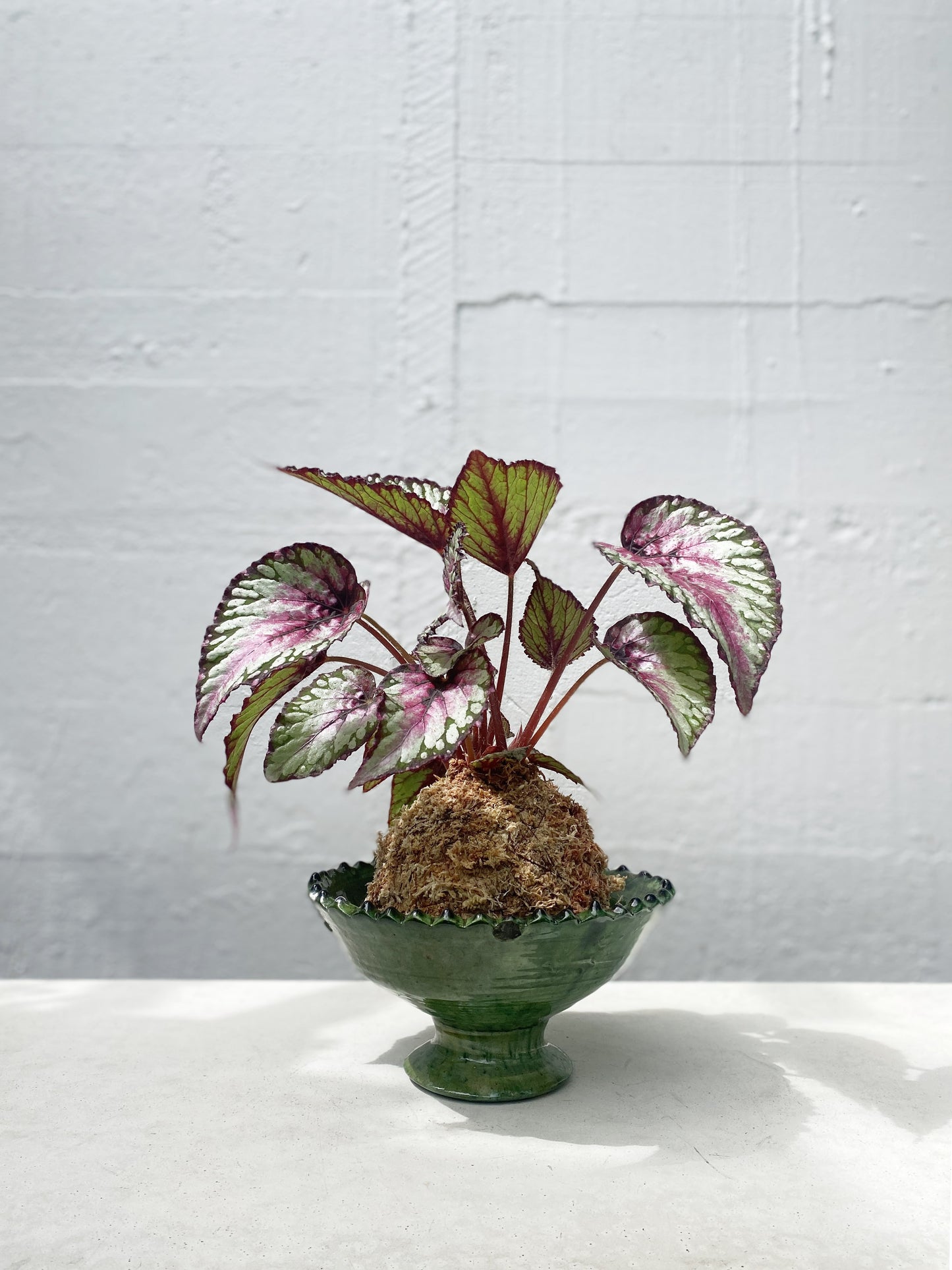 Begonia Rex Kokedama