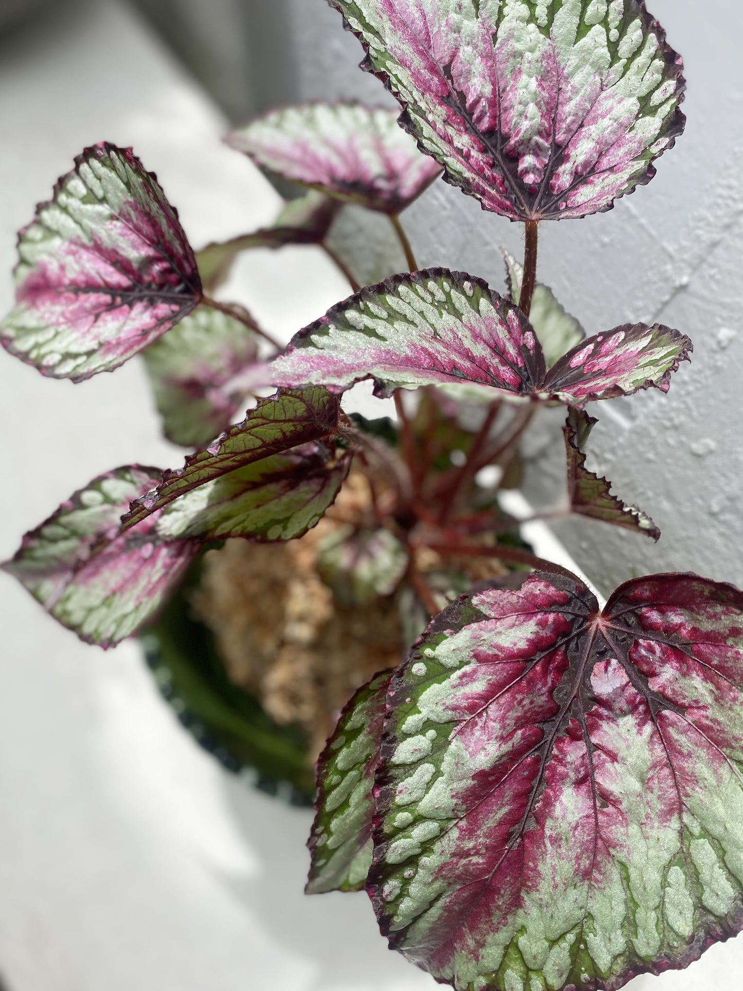 Begonia Rex Kokedama