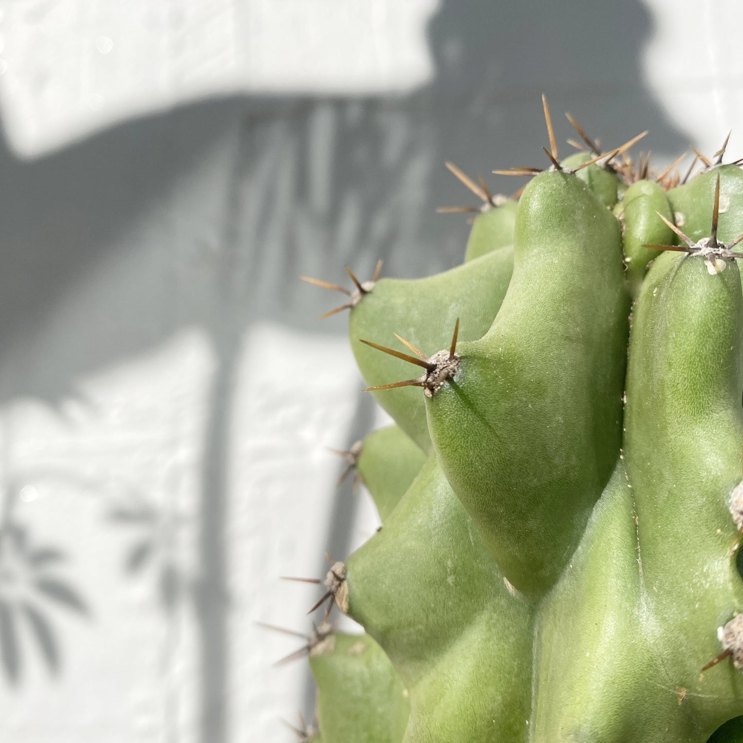 Cereus 'colossus'