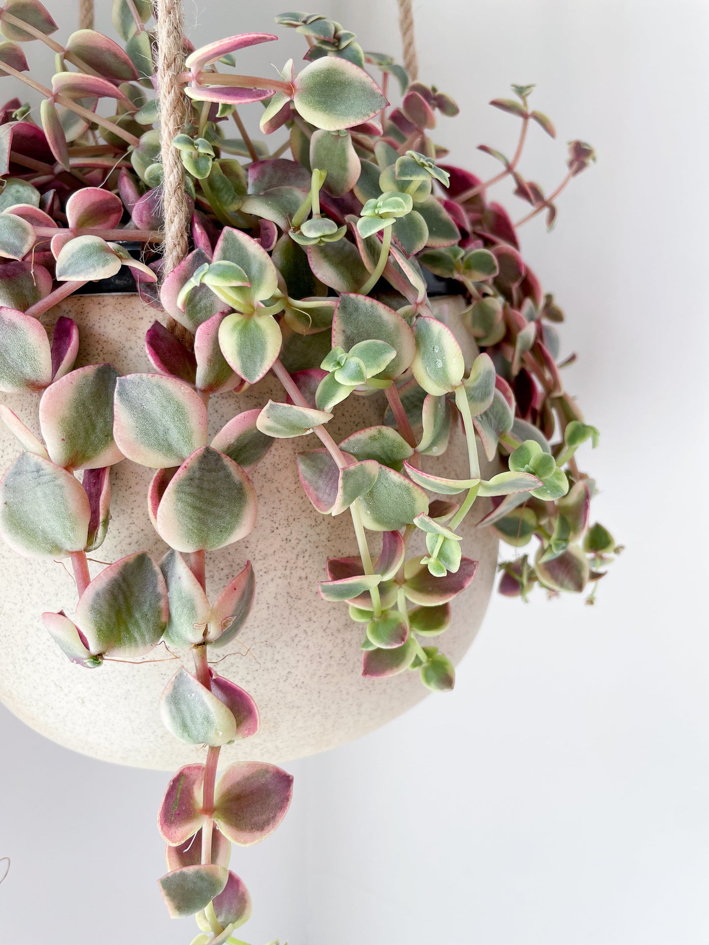Crassula pellucida variegata