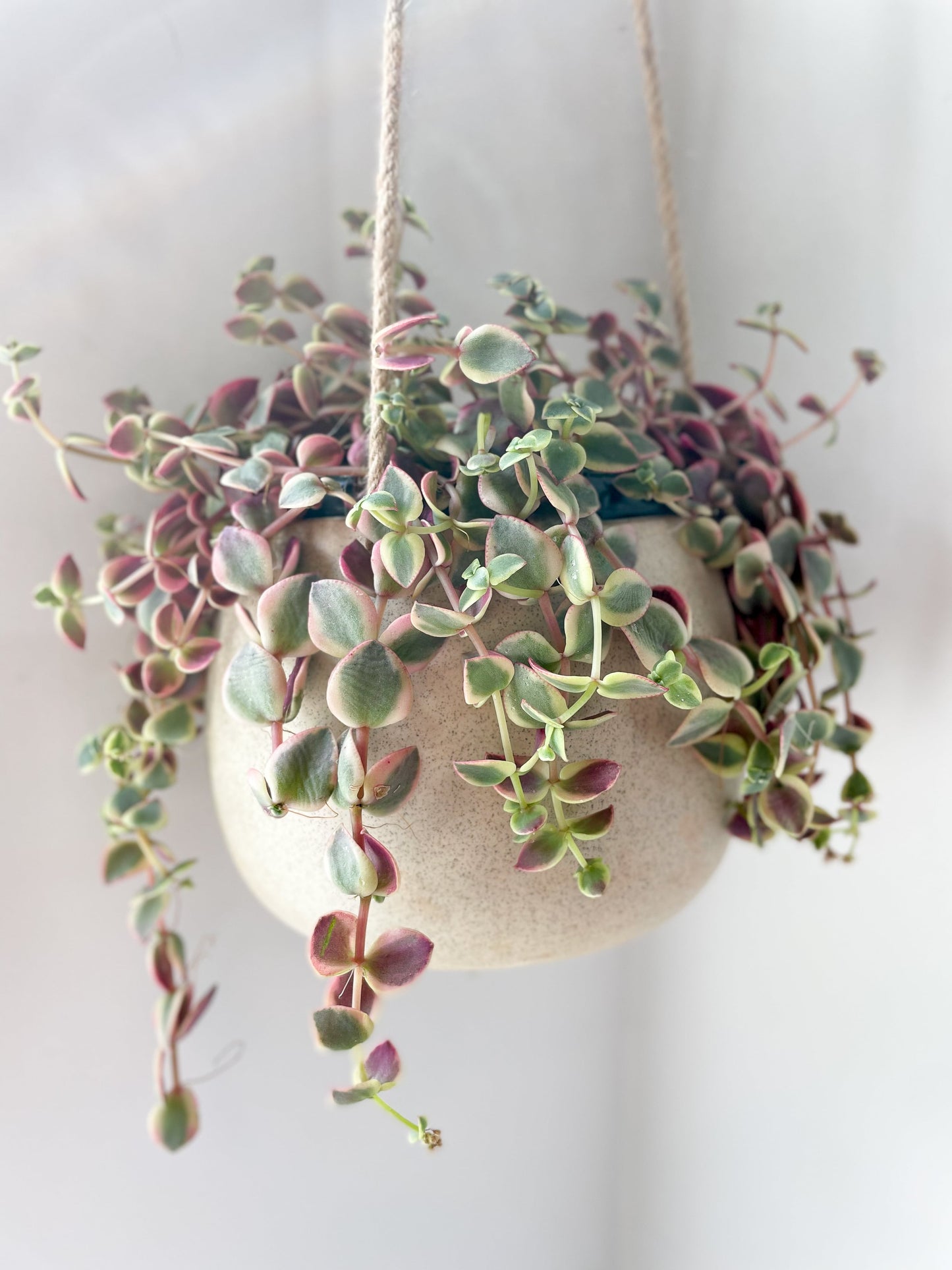 Crassula pellucida variegata