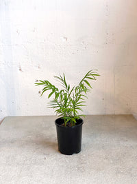 Chamaedorea elegans (Parlour Palm)