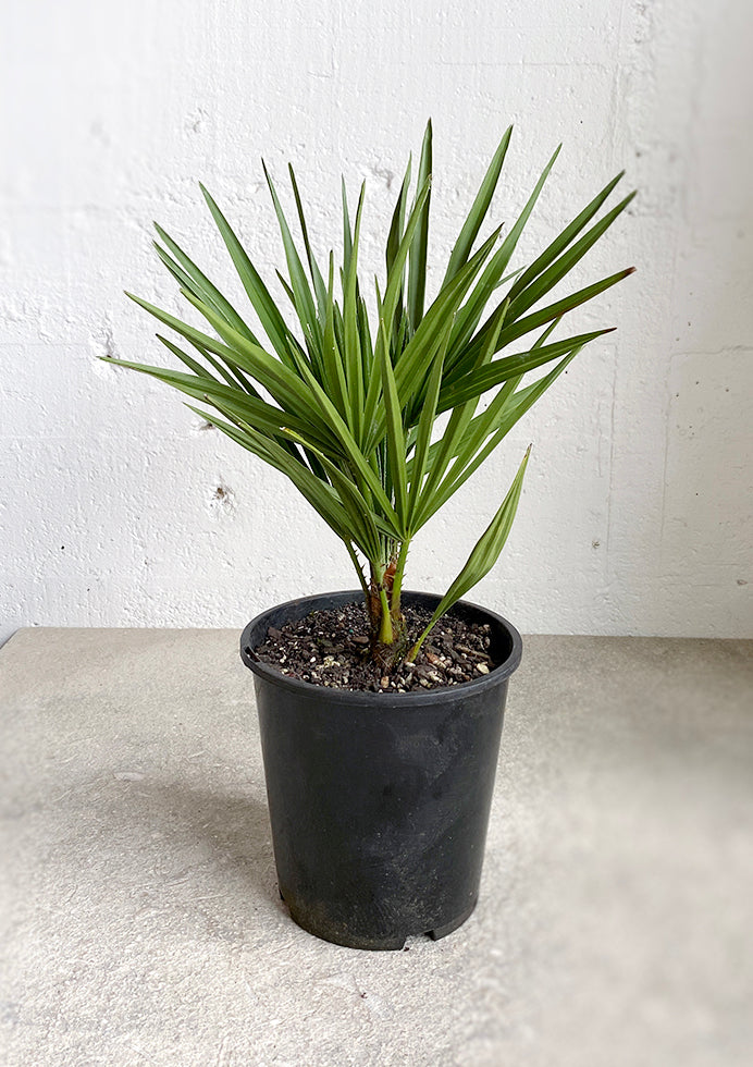 Chamaerops humilis