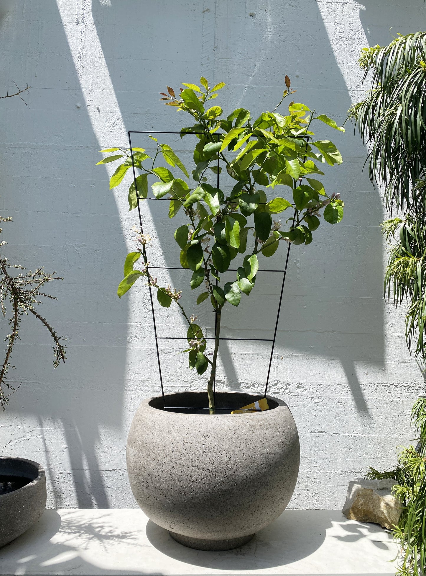Espaliered Lemon