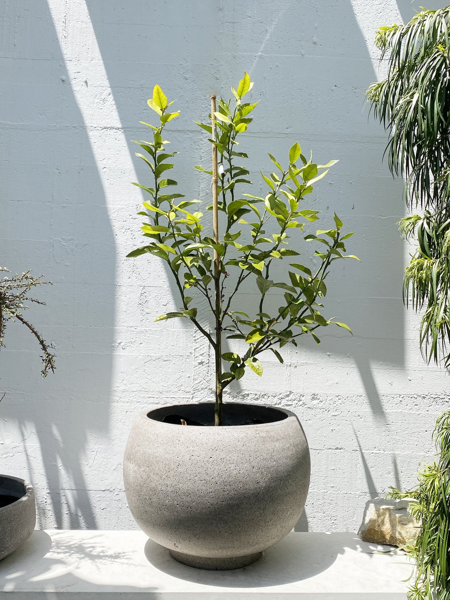 Citrus Meyeri - Meyer Lemon