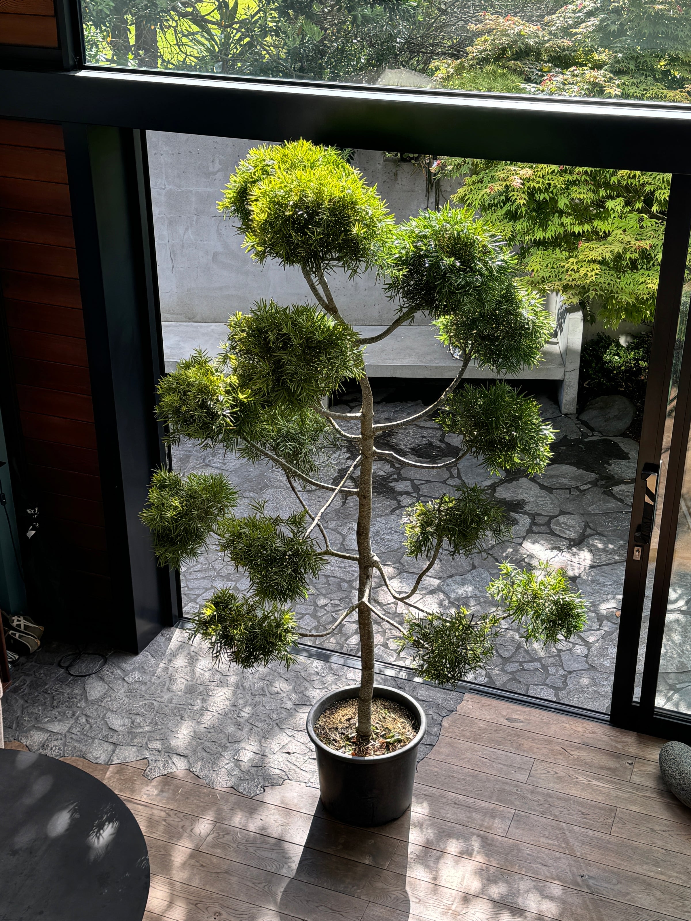 Cloud tree - Podocarpus gracillor