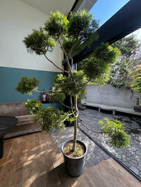 Cloud tree - Podocarpus gracillor