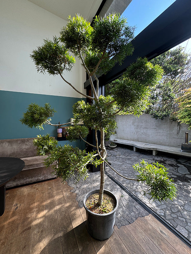 Cloud tree - Podocarpus gracillor