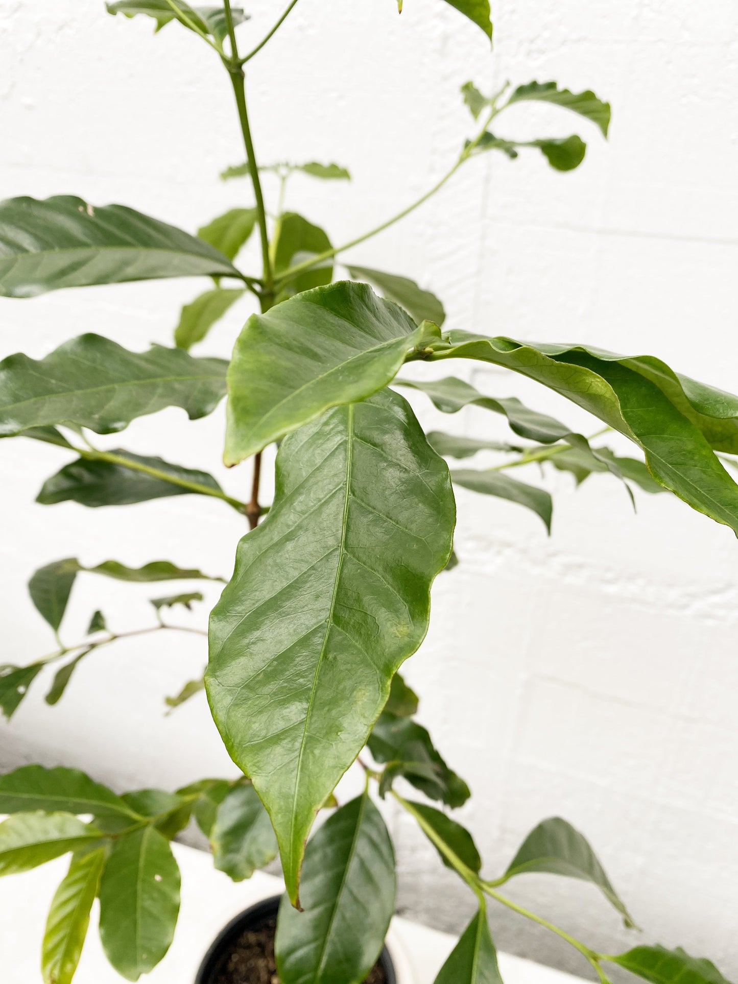 Coffee Plant 3.25L