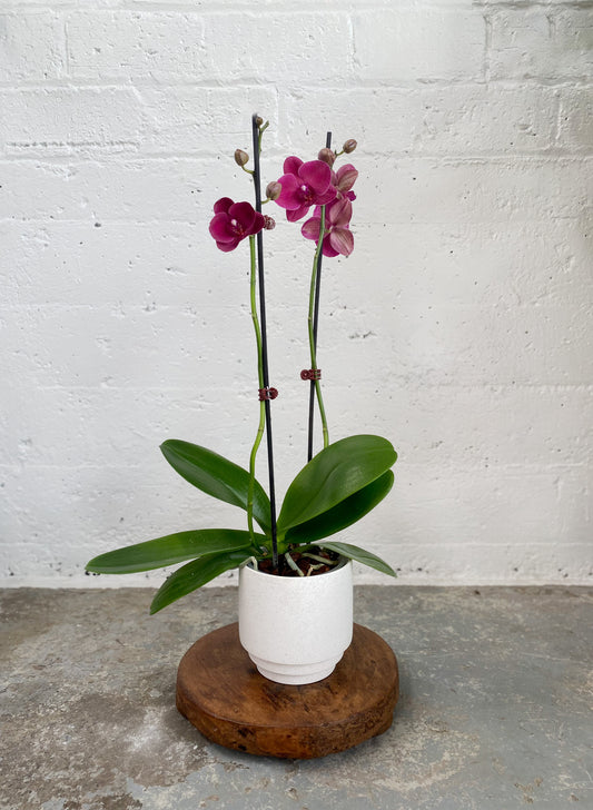 Mini Orchid in Berkley SET