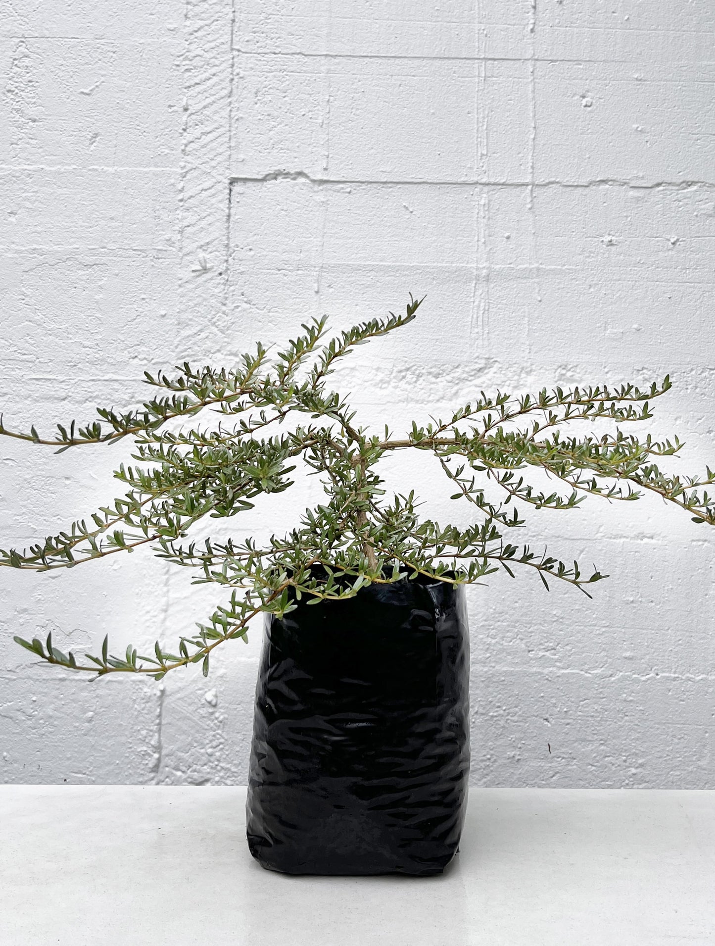 Coprosma kirkii