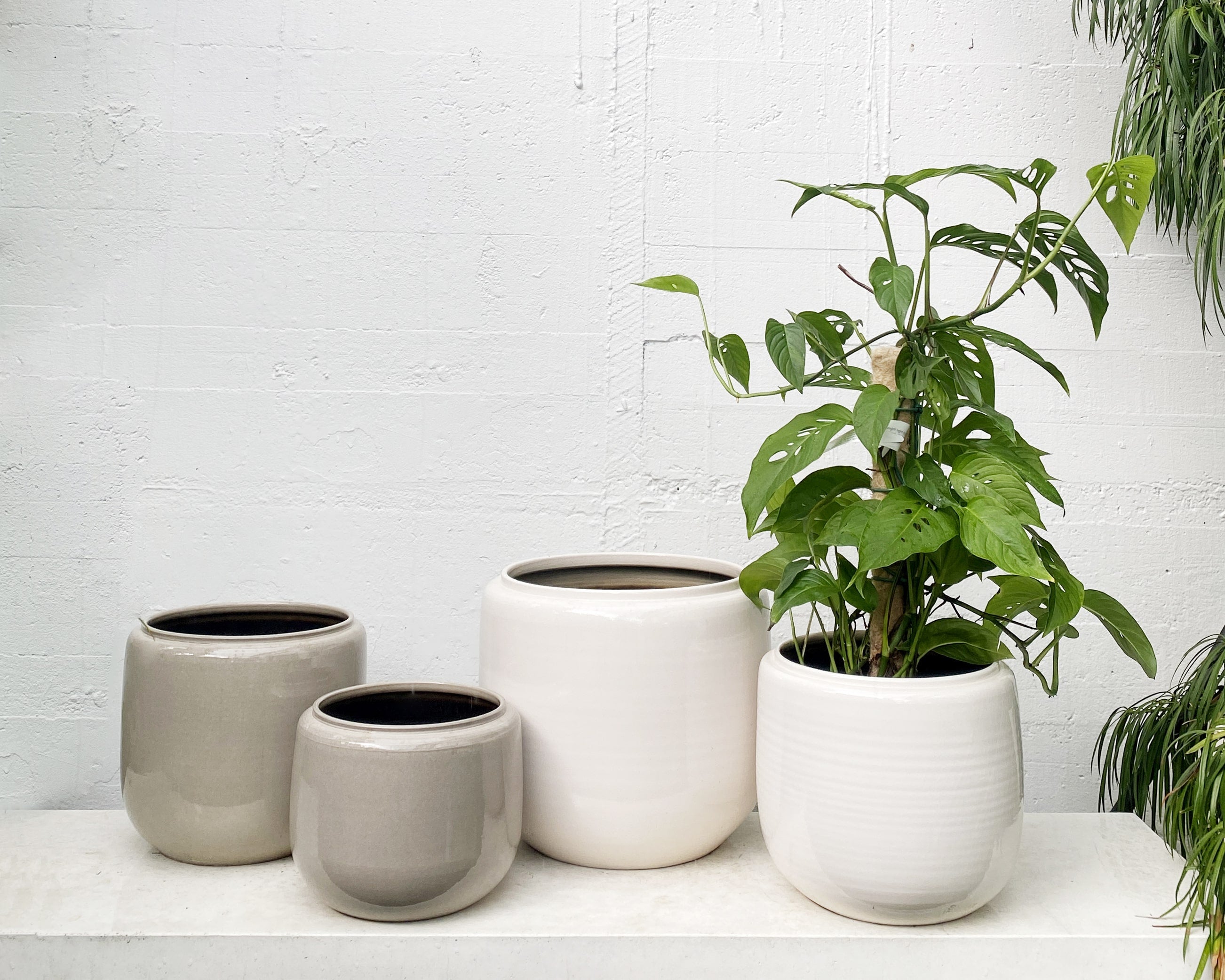 Costa pot Babylon Store