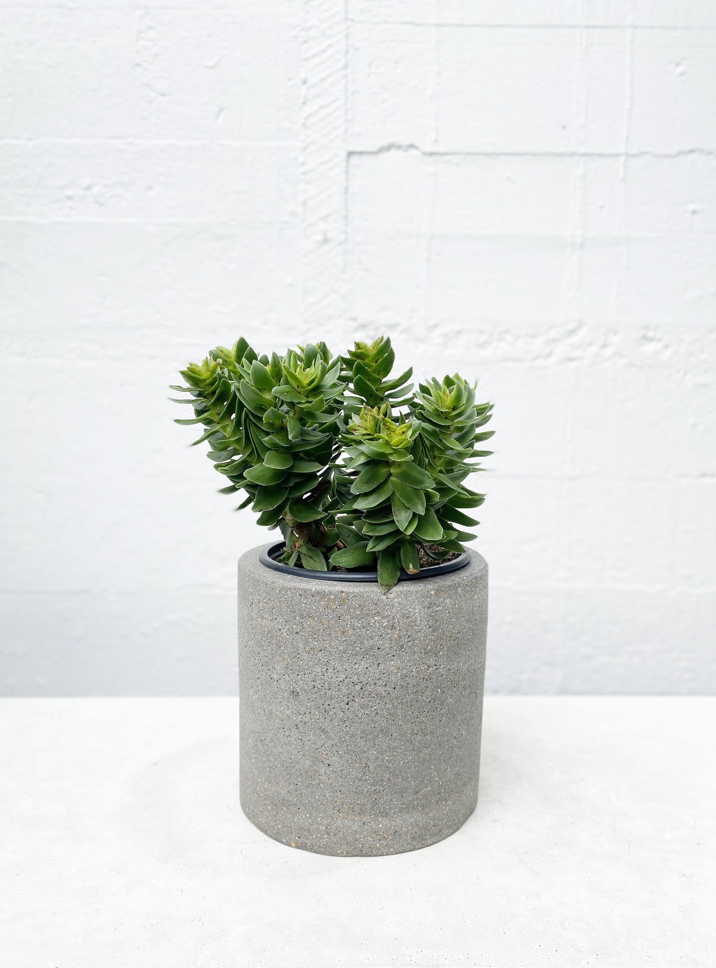 Crassula 'Coccinea'
