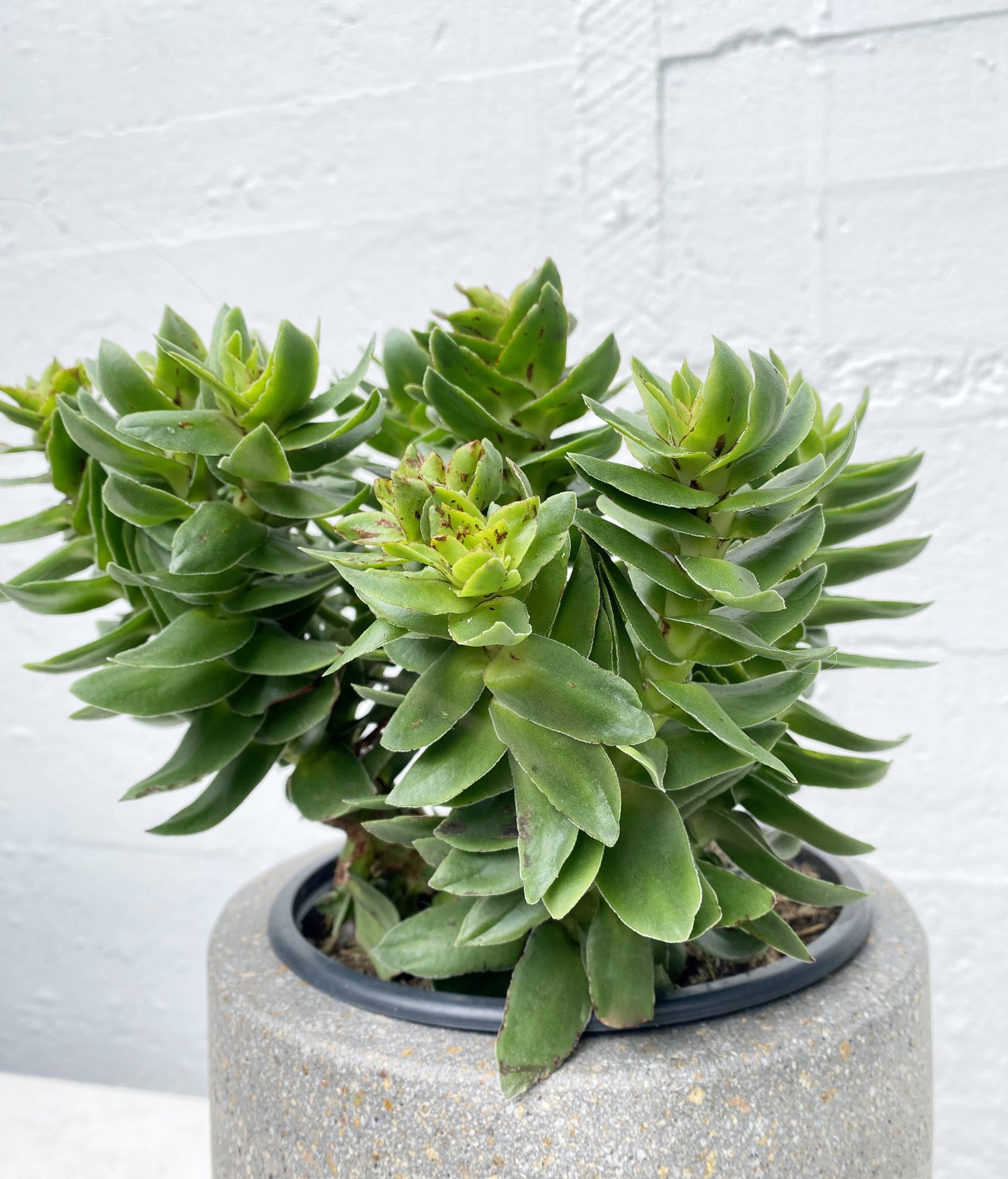 Crassula 'Coccinea'