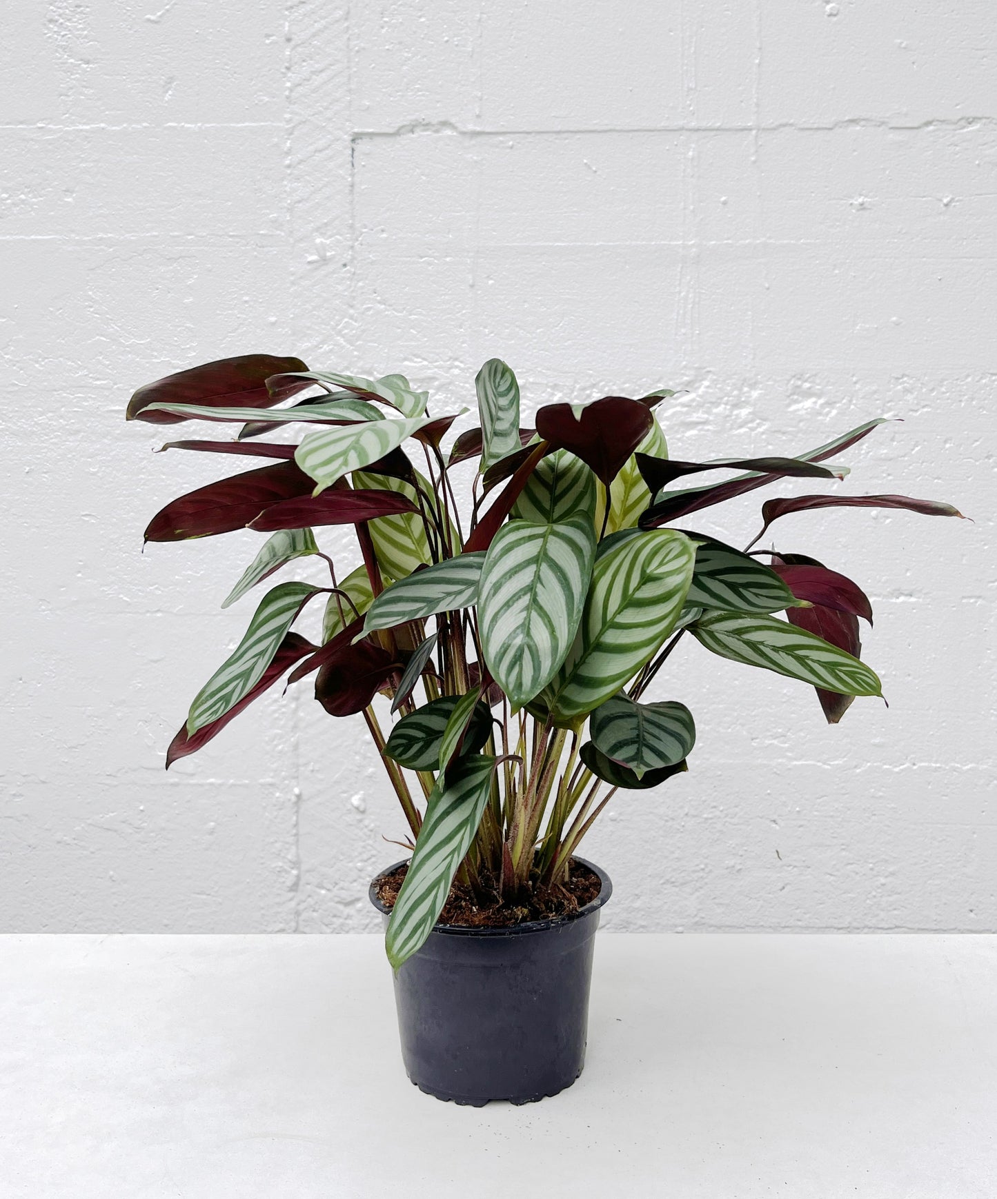 Ctenanthe Setosa