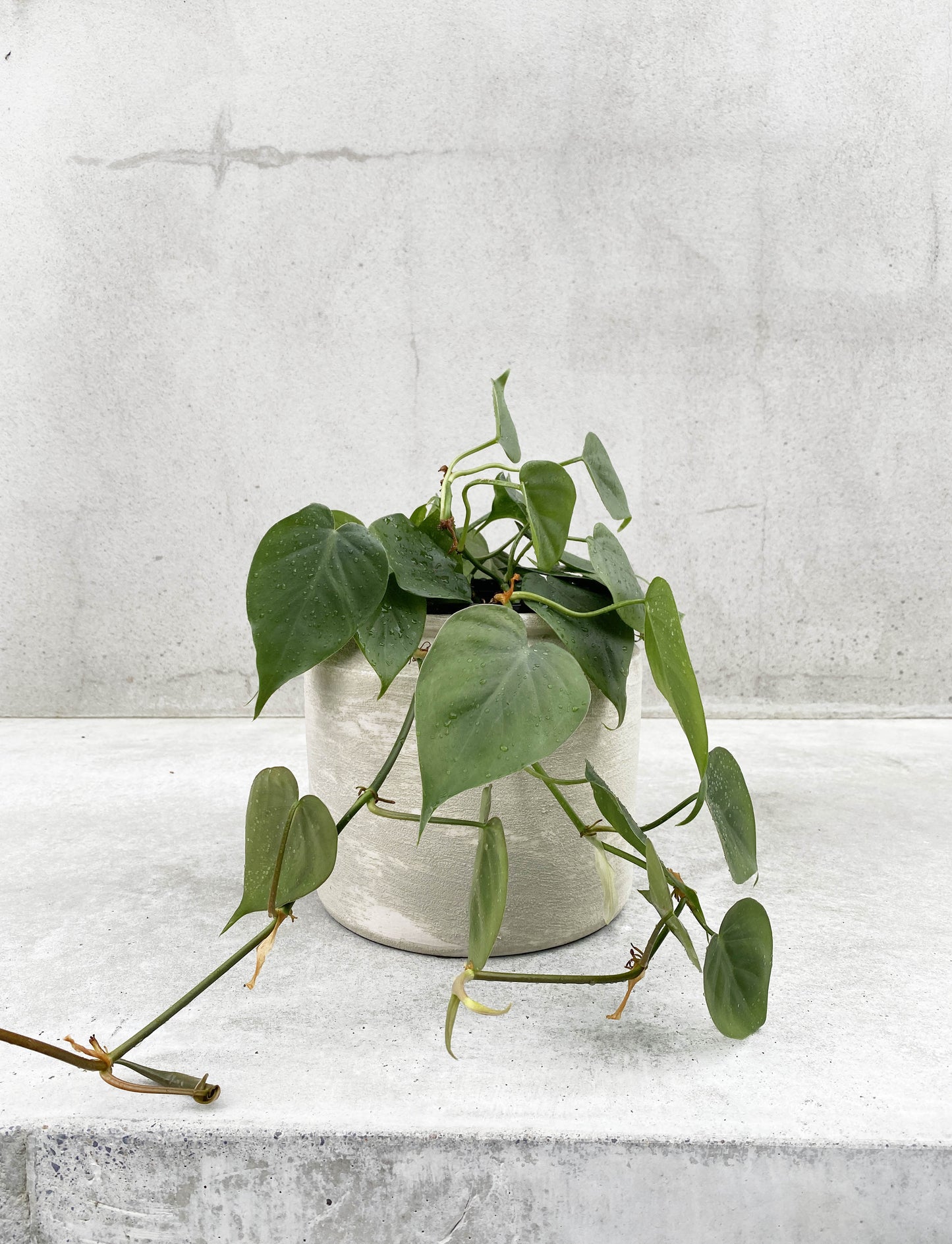 Philodendron 'Cordatum'