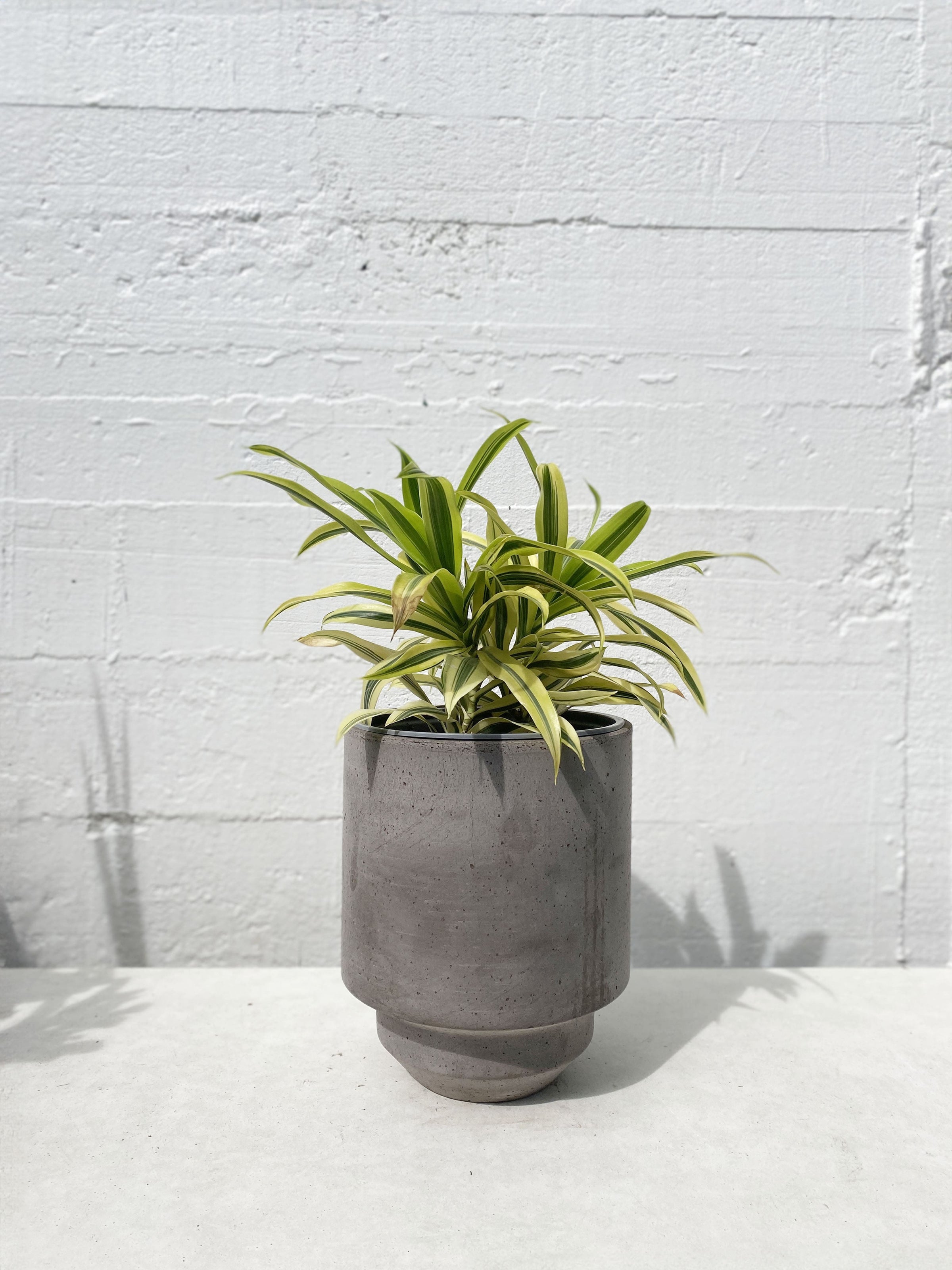 Dracaena 'Song of India'
