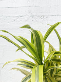 Dracaena 'Song of India'