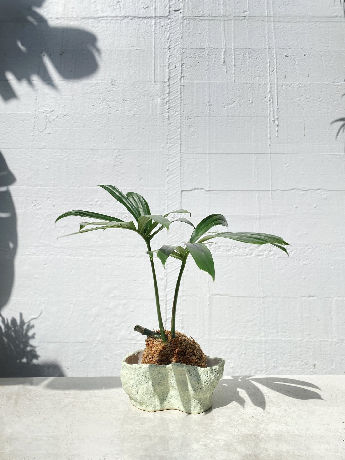 Dragons tail kokedama