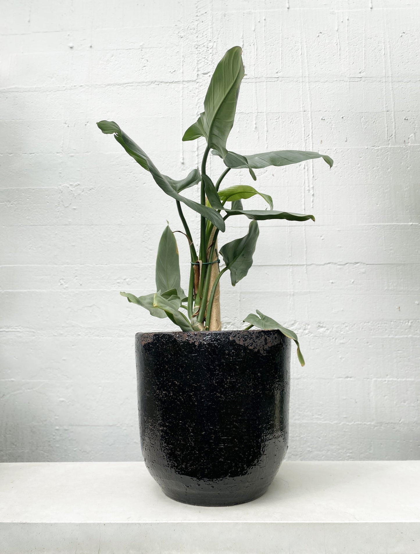 Earthenware pot