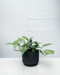 Epipremnum 'cebu blue'